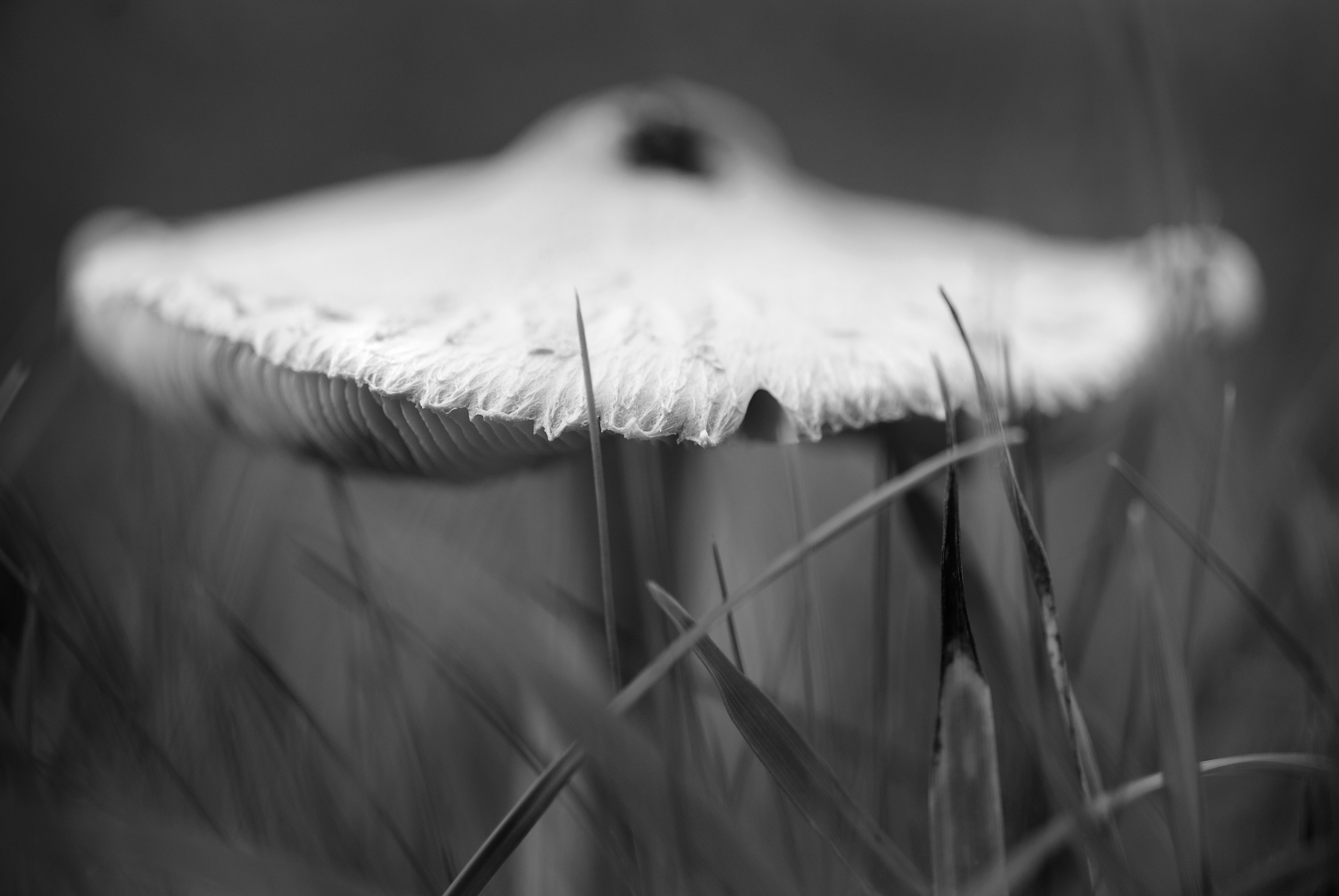 Archival pigment print