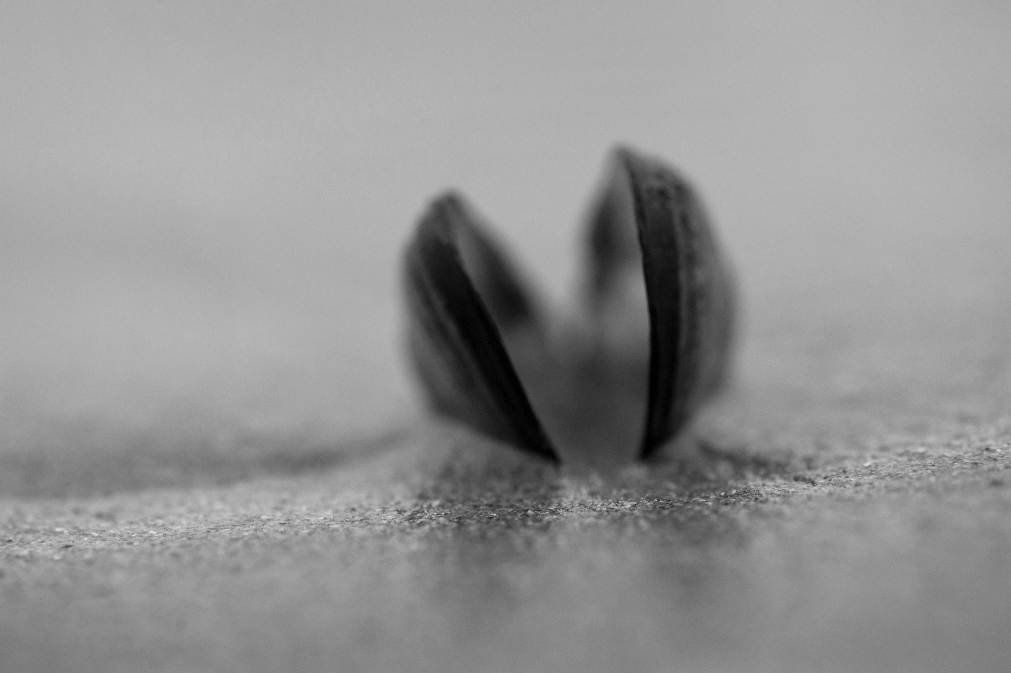 Archival pigment print
