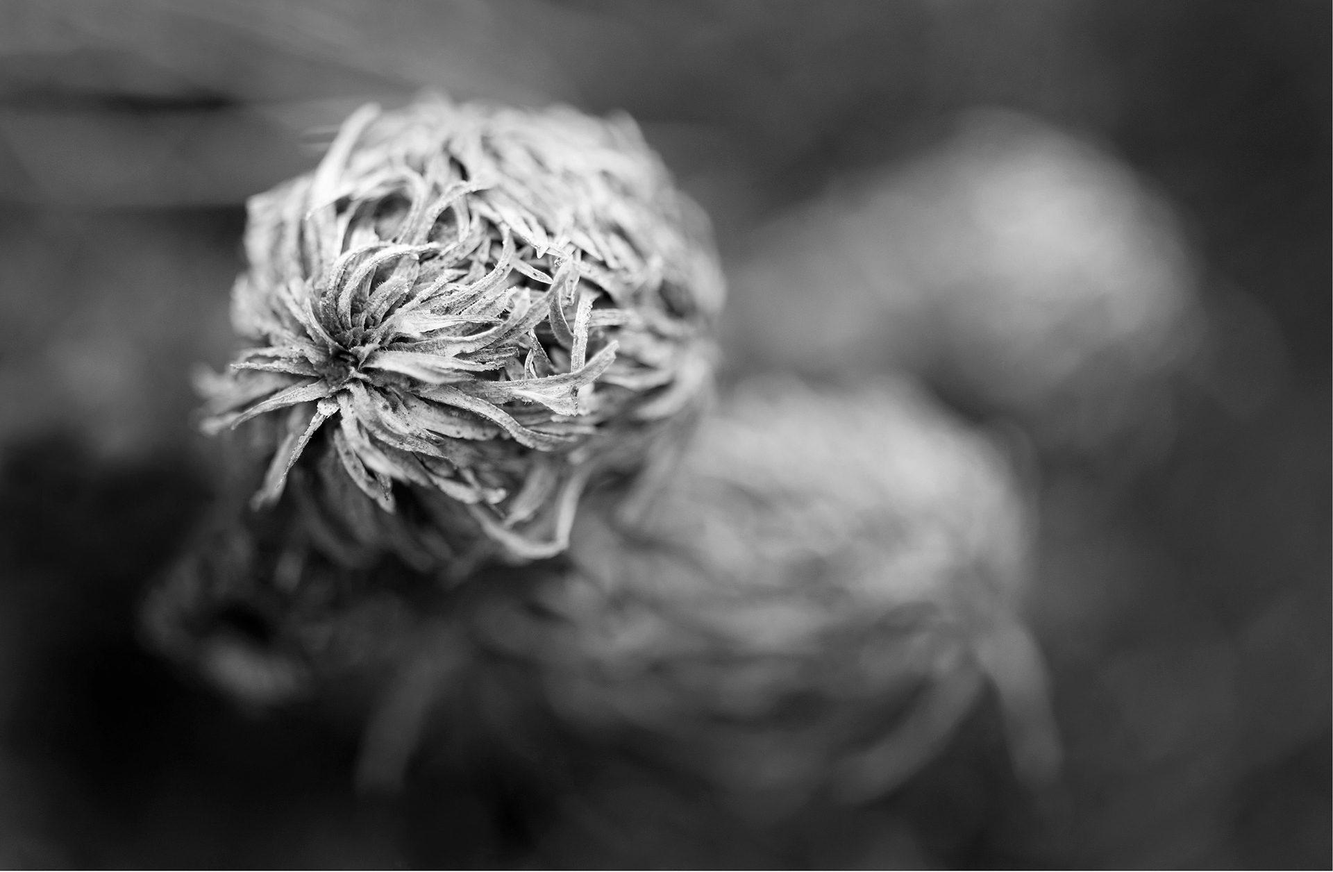 Archival pigment print