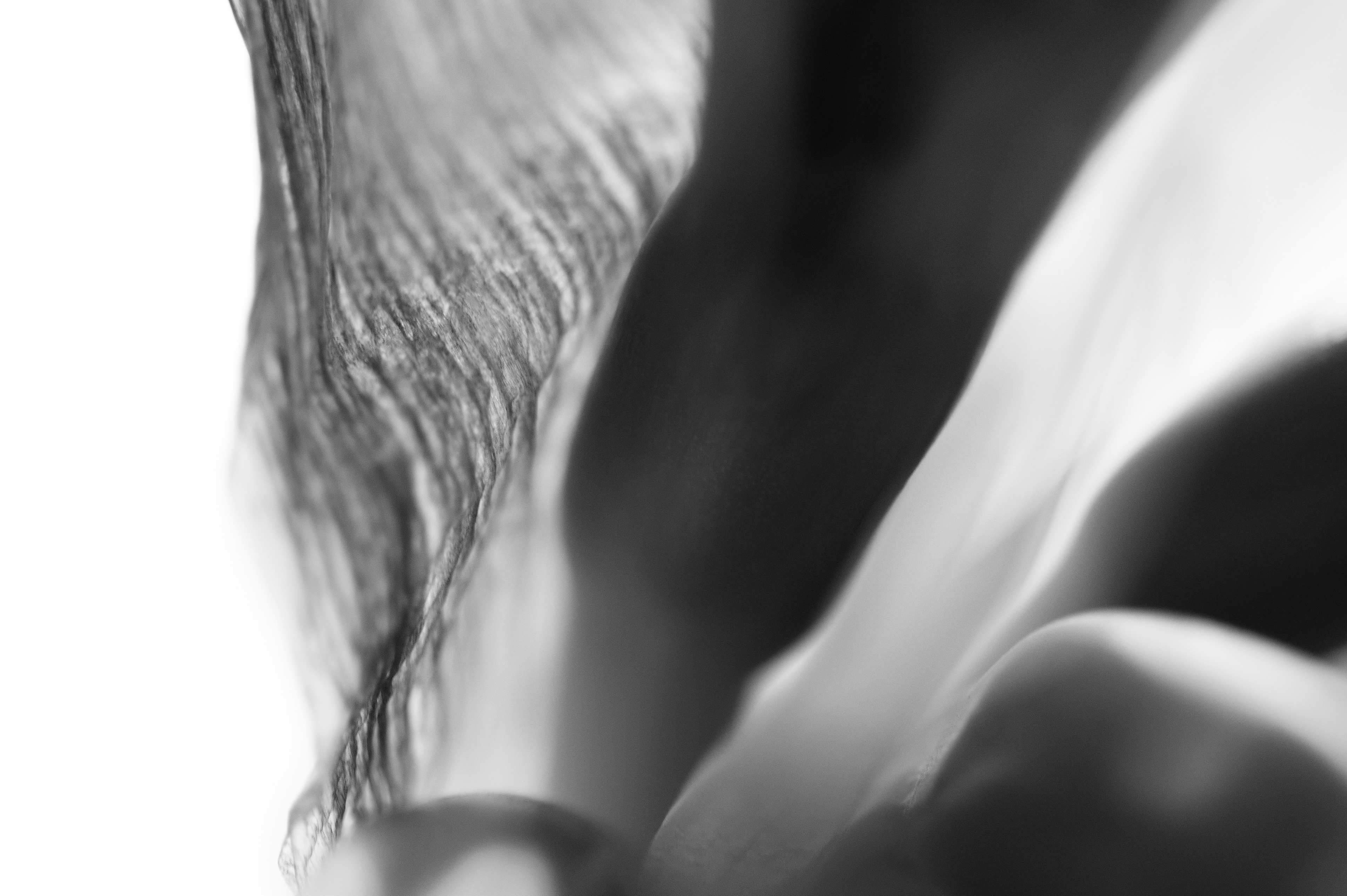 Archival pigment print