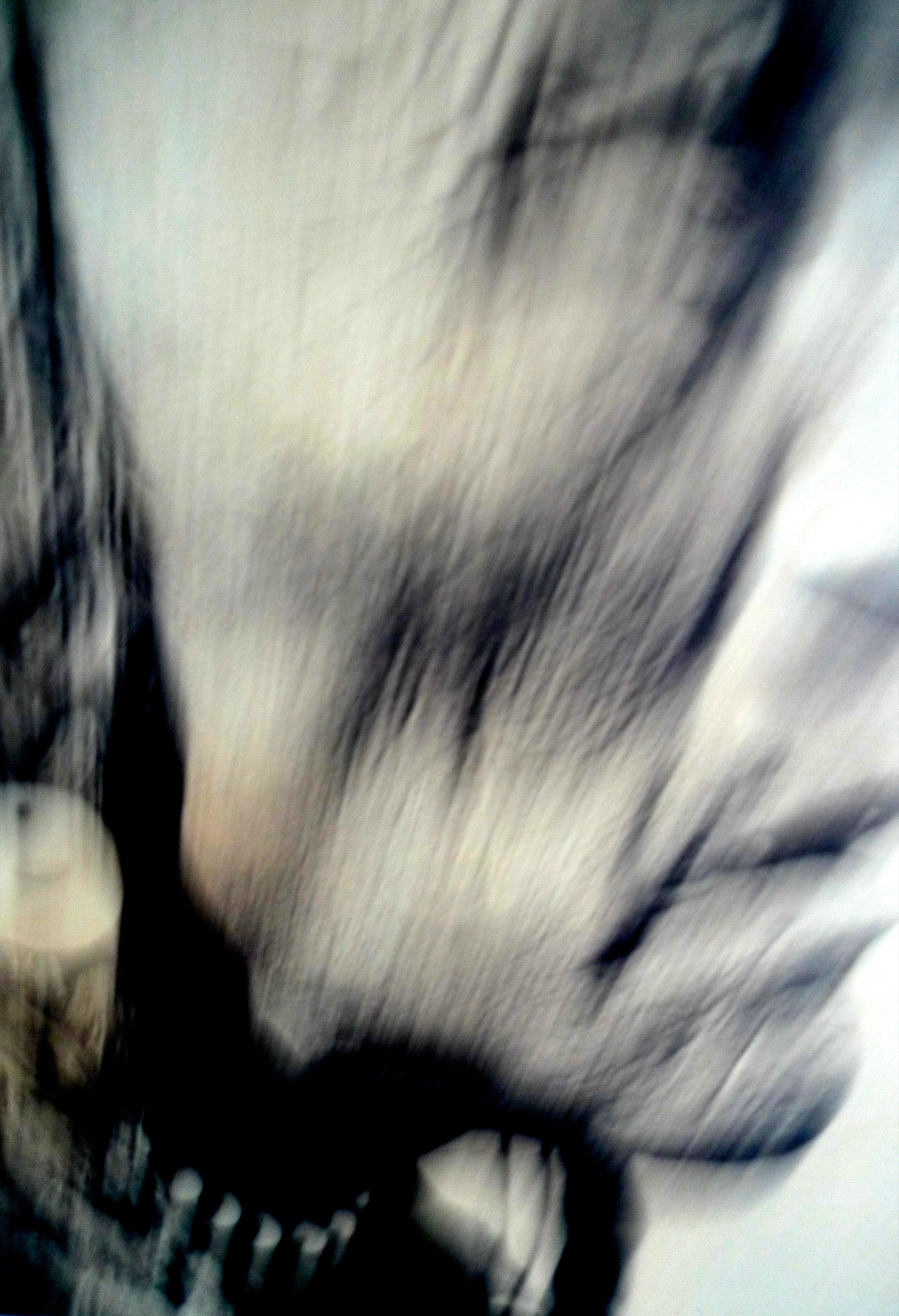 Bad Heart Bull. Photography, mixed media on Arches Aquarelle rag. 47 x 31 cm