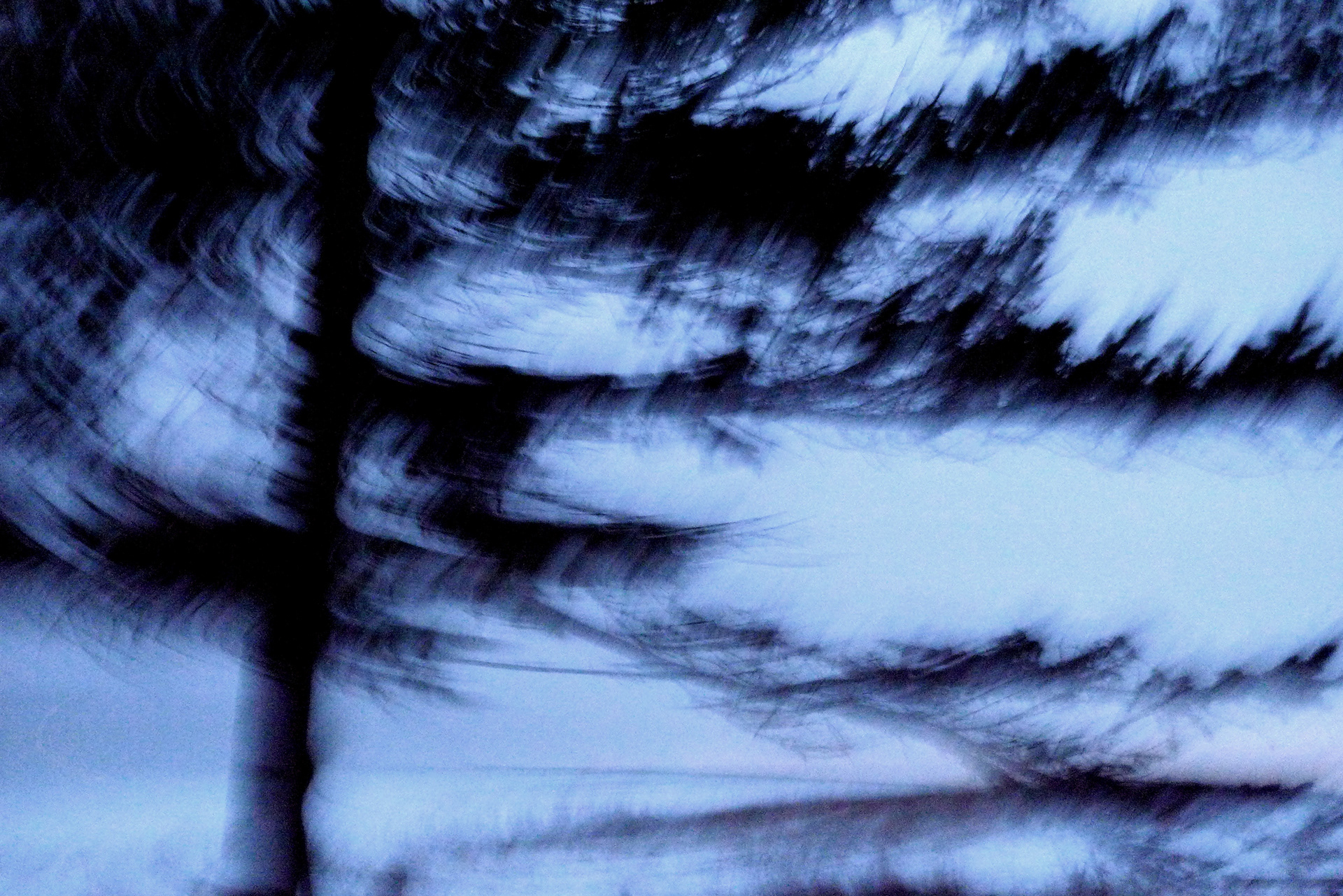 Singing Tree. Photography, mixed media on Arches Aquarelle rag. 31 x 55 cm