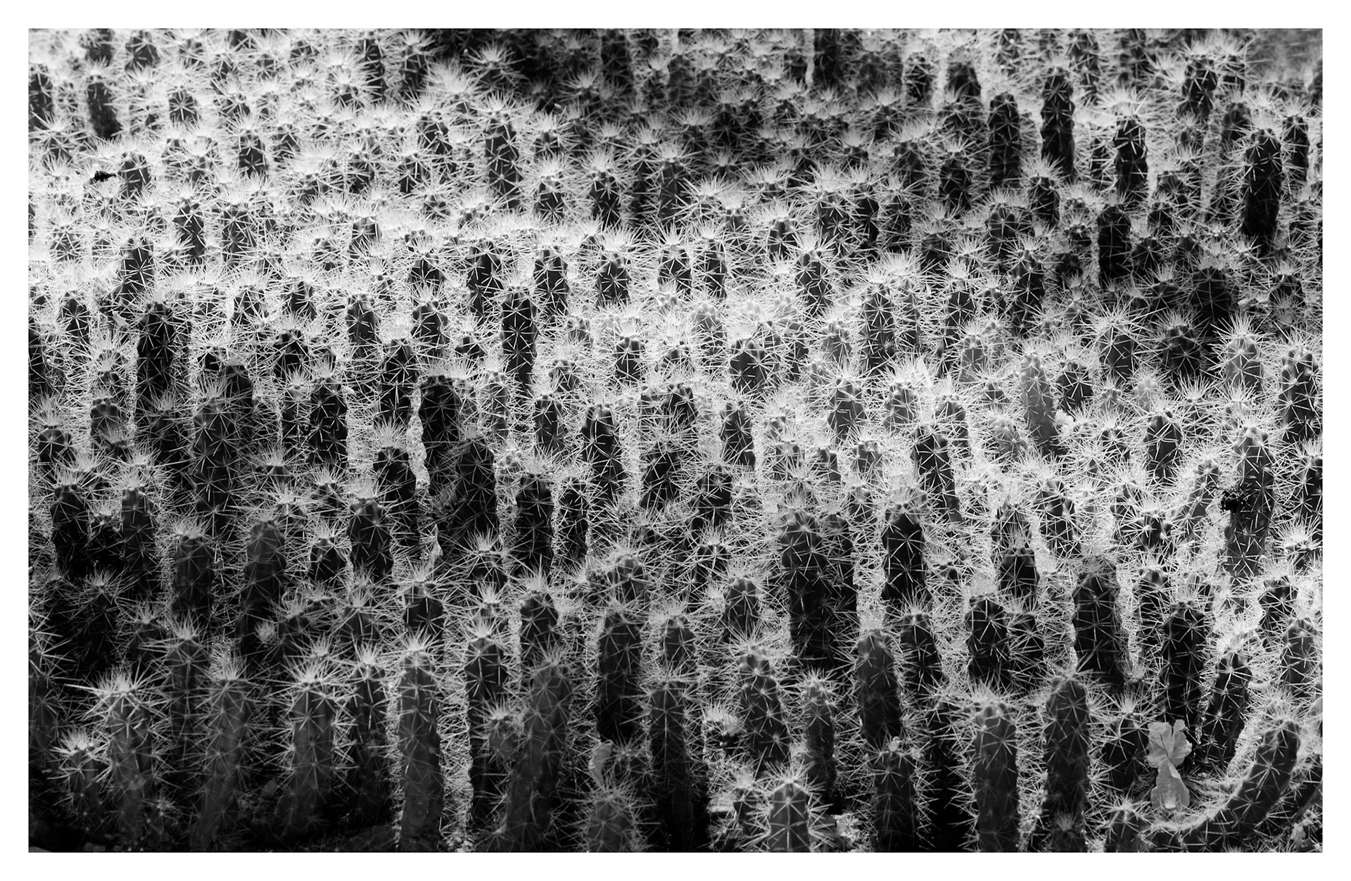 Archival pigment print