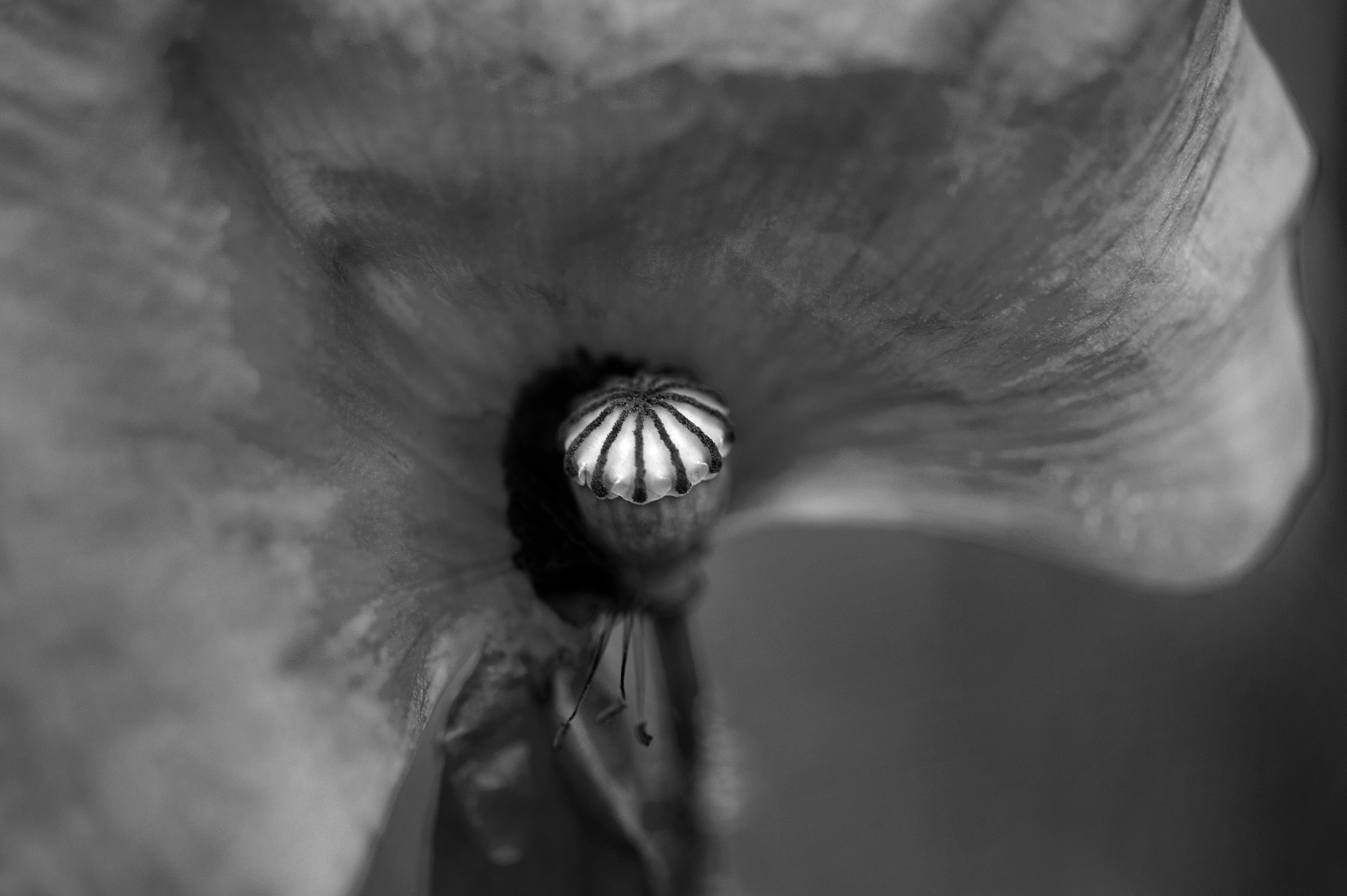 Archival pigment print