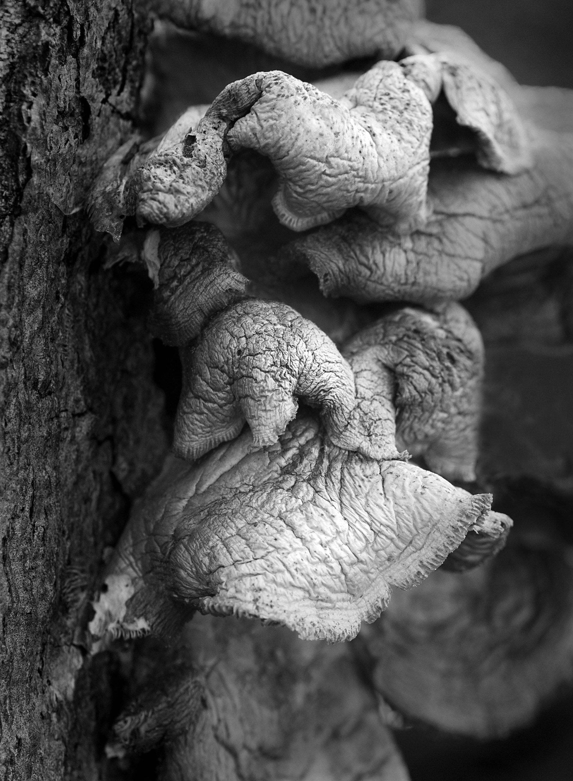 Archival pigment print
