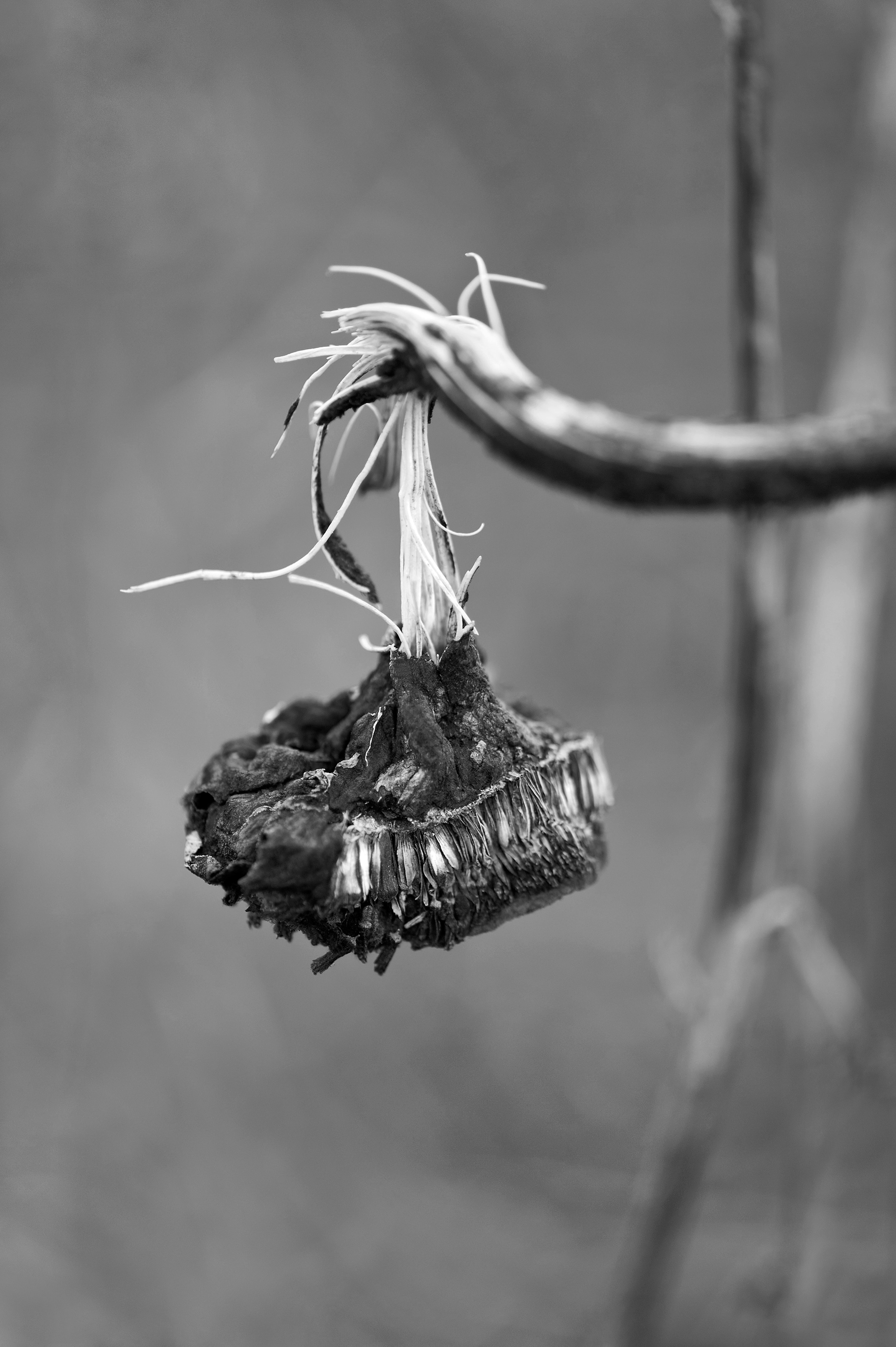 Archival pigment print
