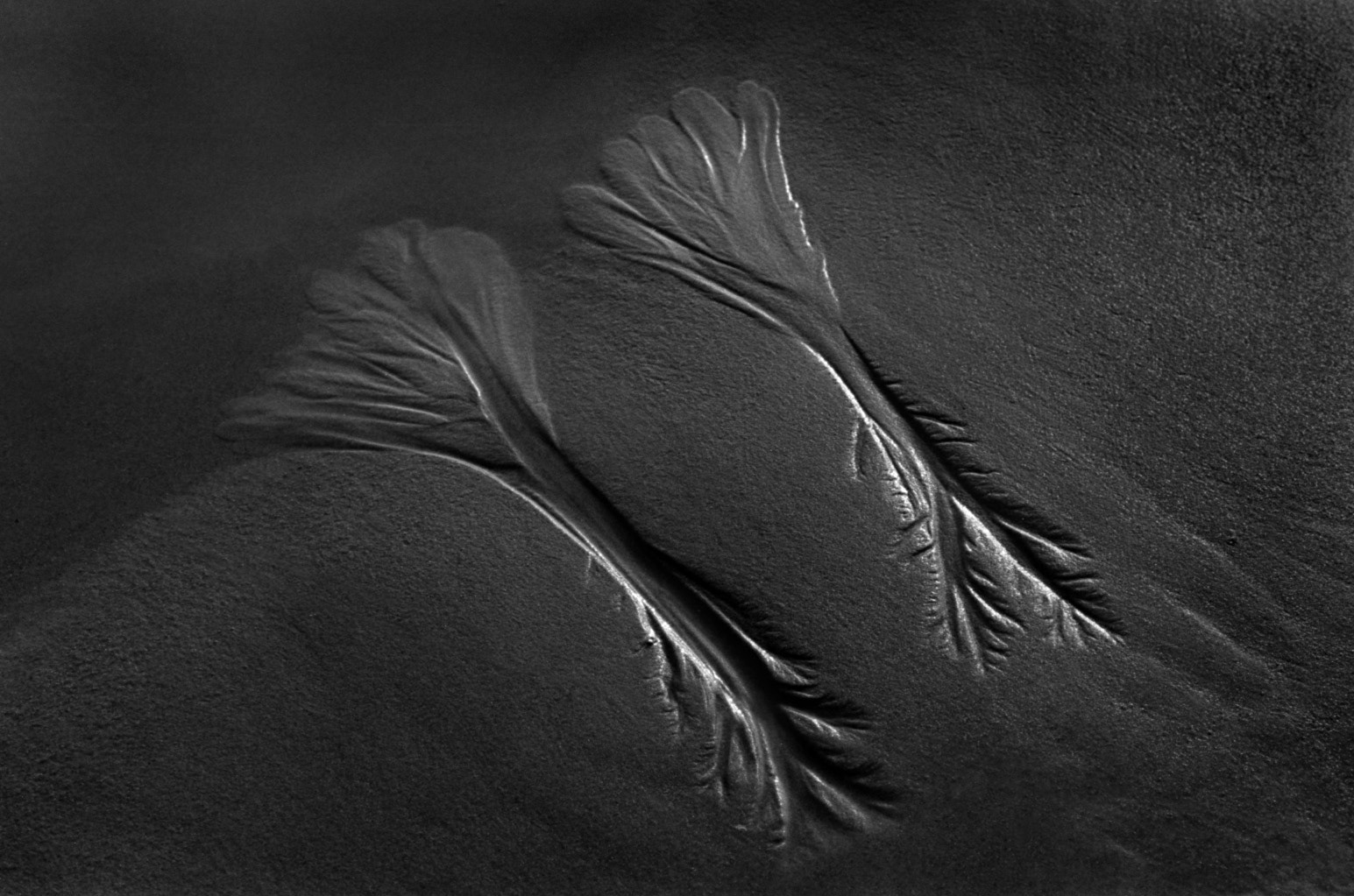 Archival pigment print