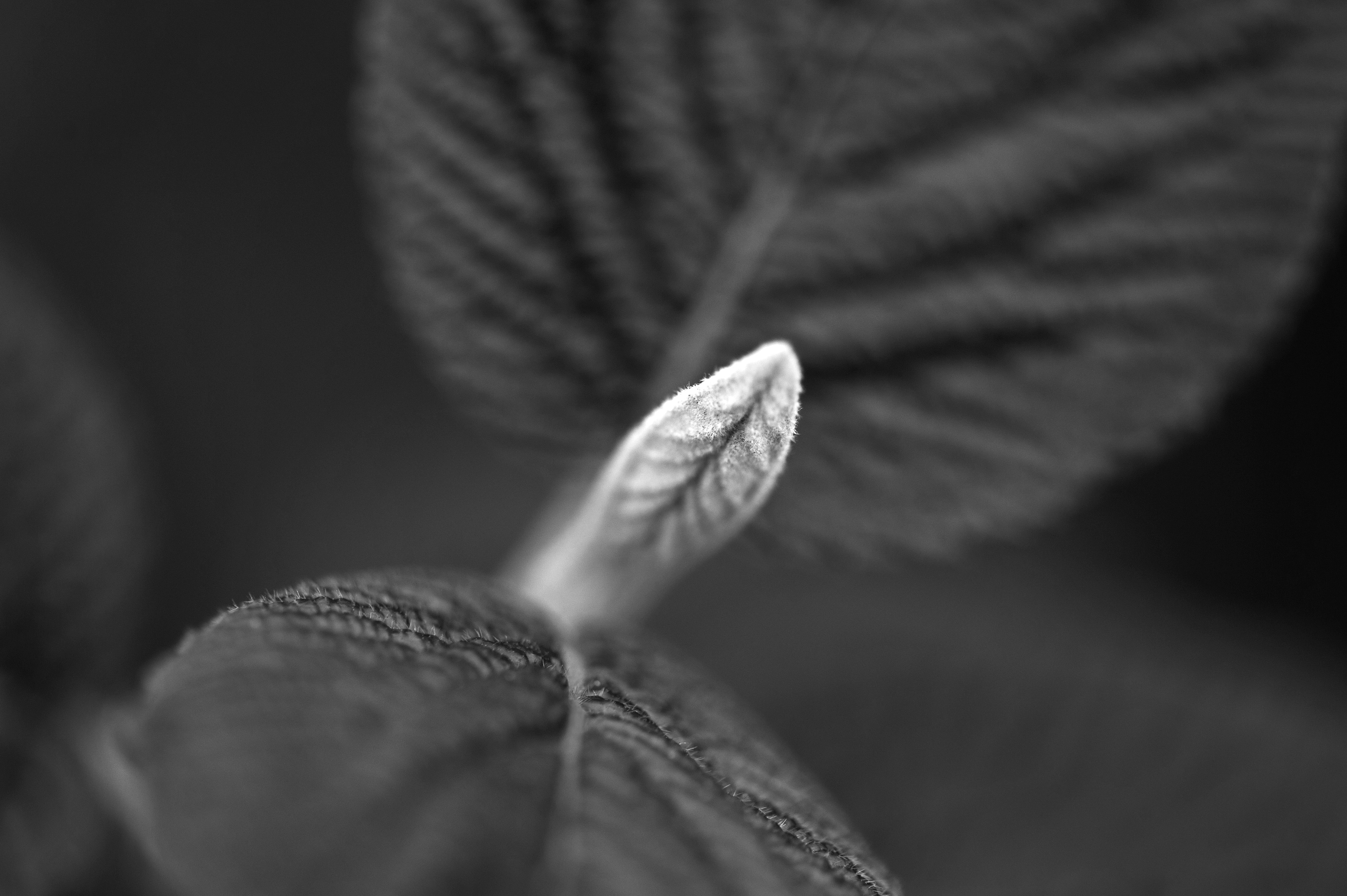 Archival pigment print