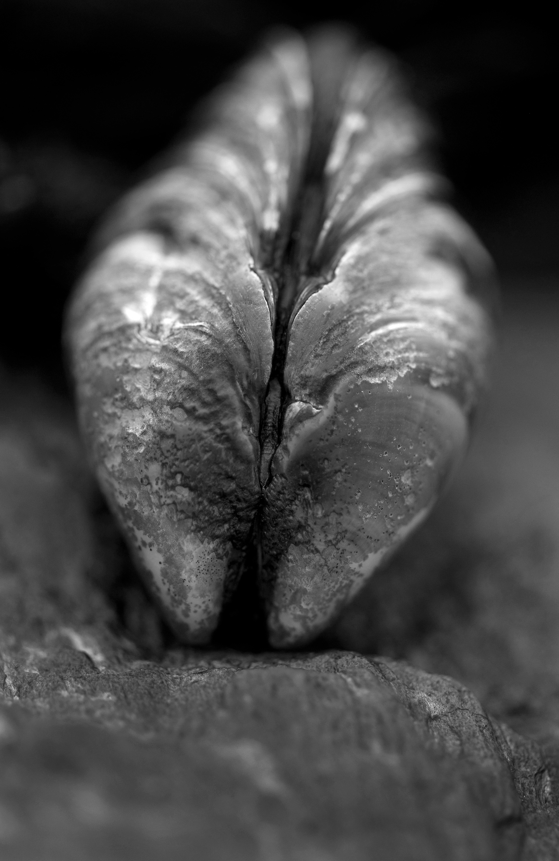 Archival pigment print
