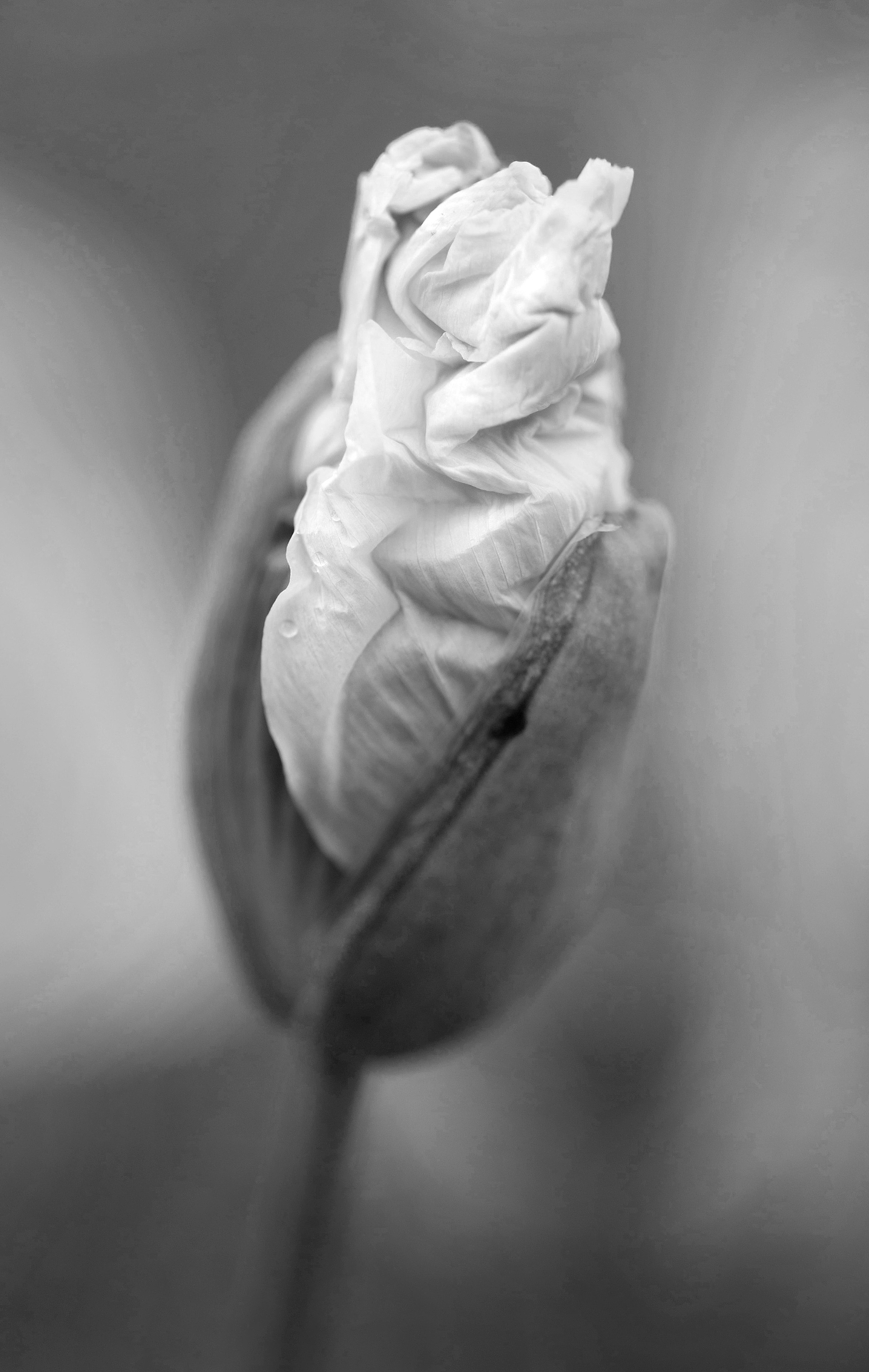 Archival pigment print