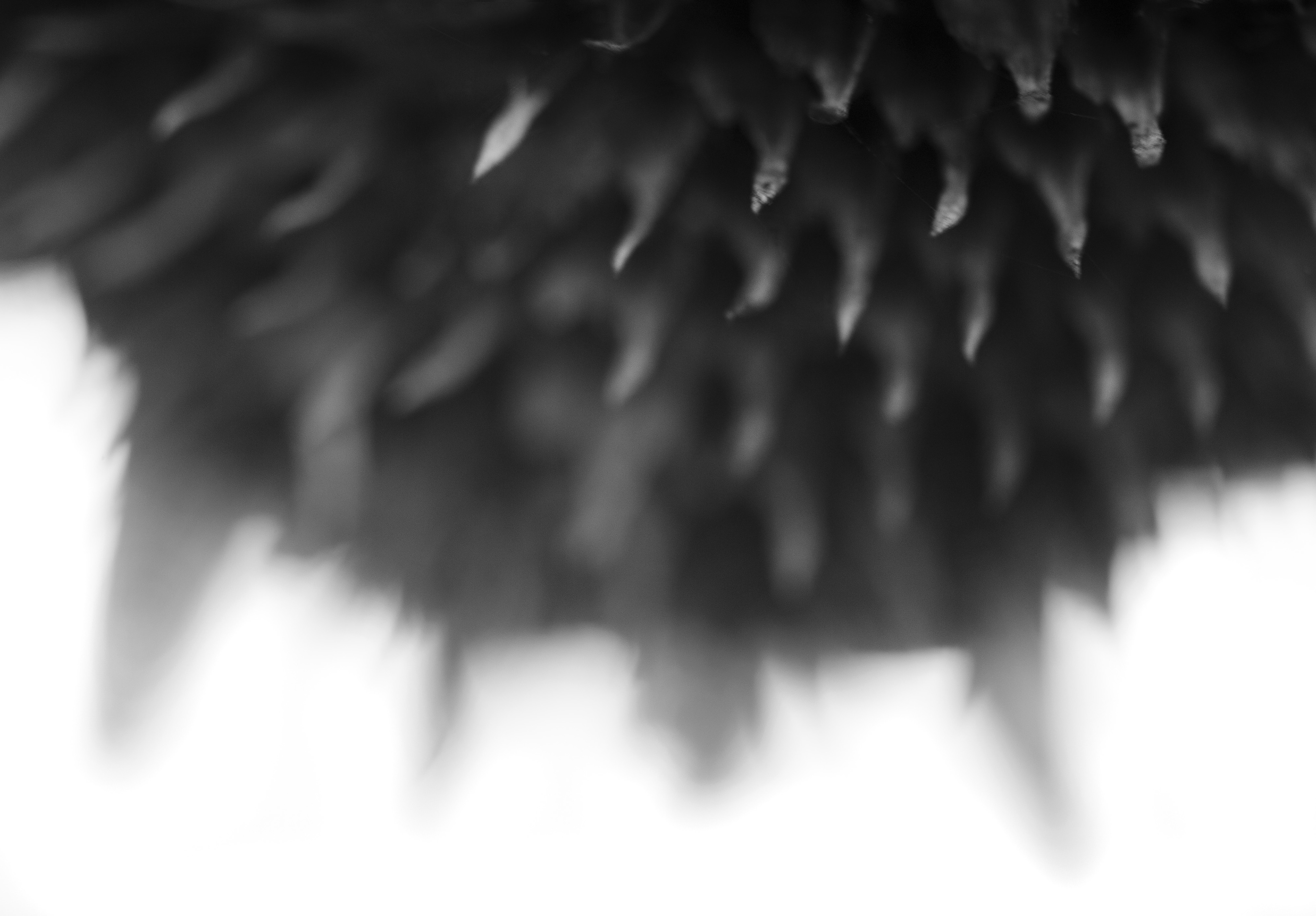 Archival pigment print