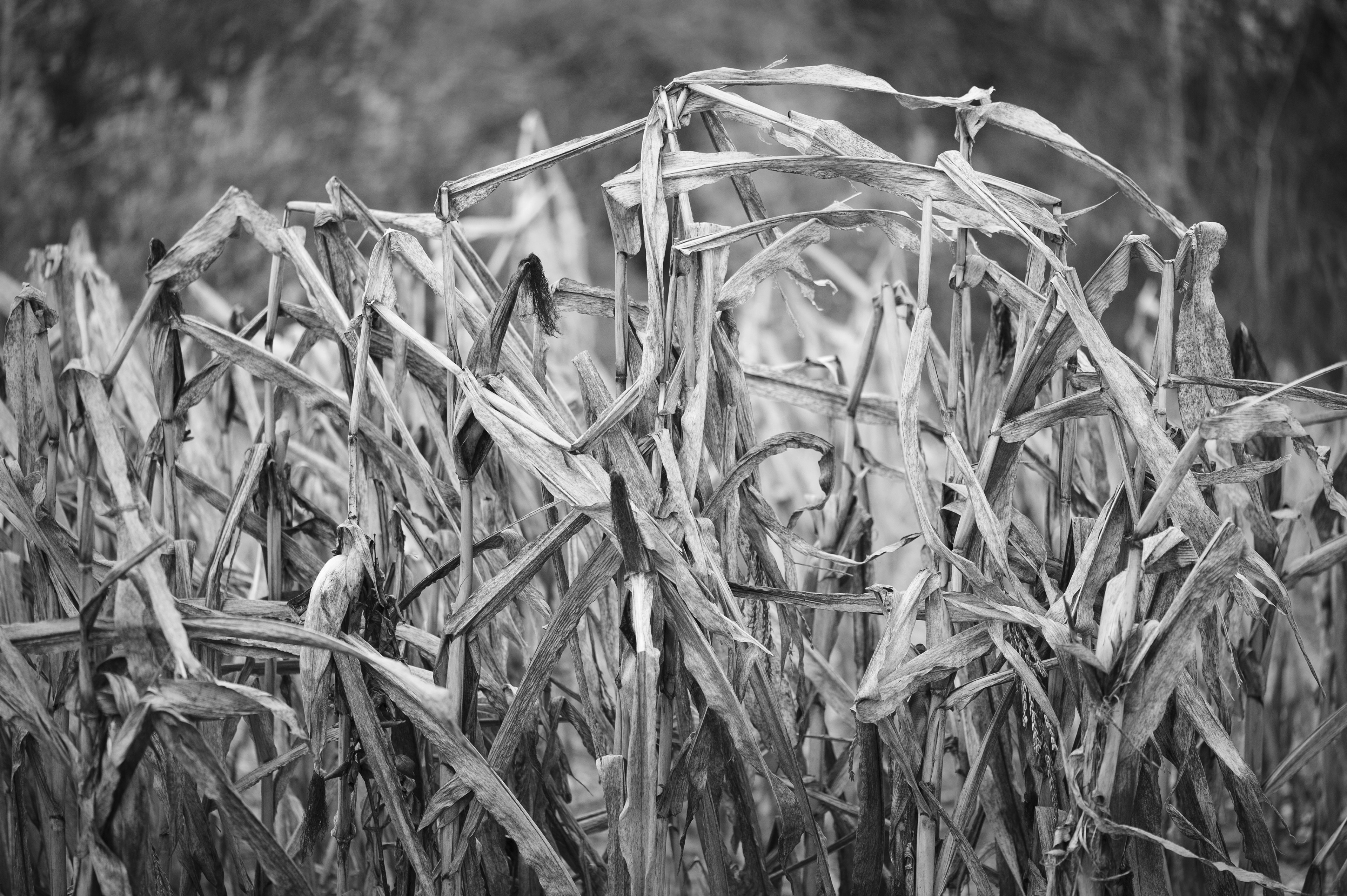 Archival pigment print