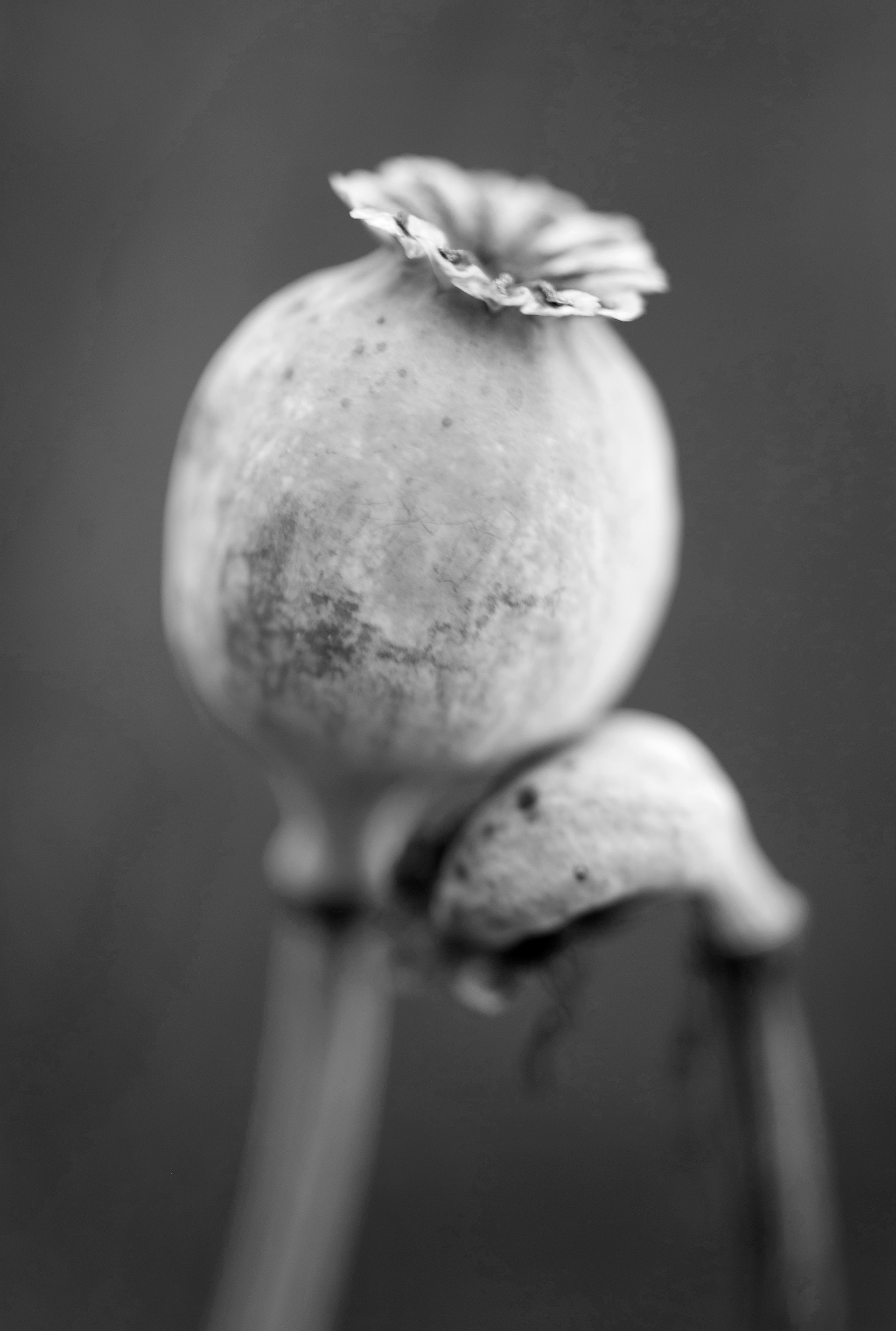 Archival pigment print