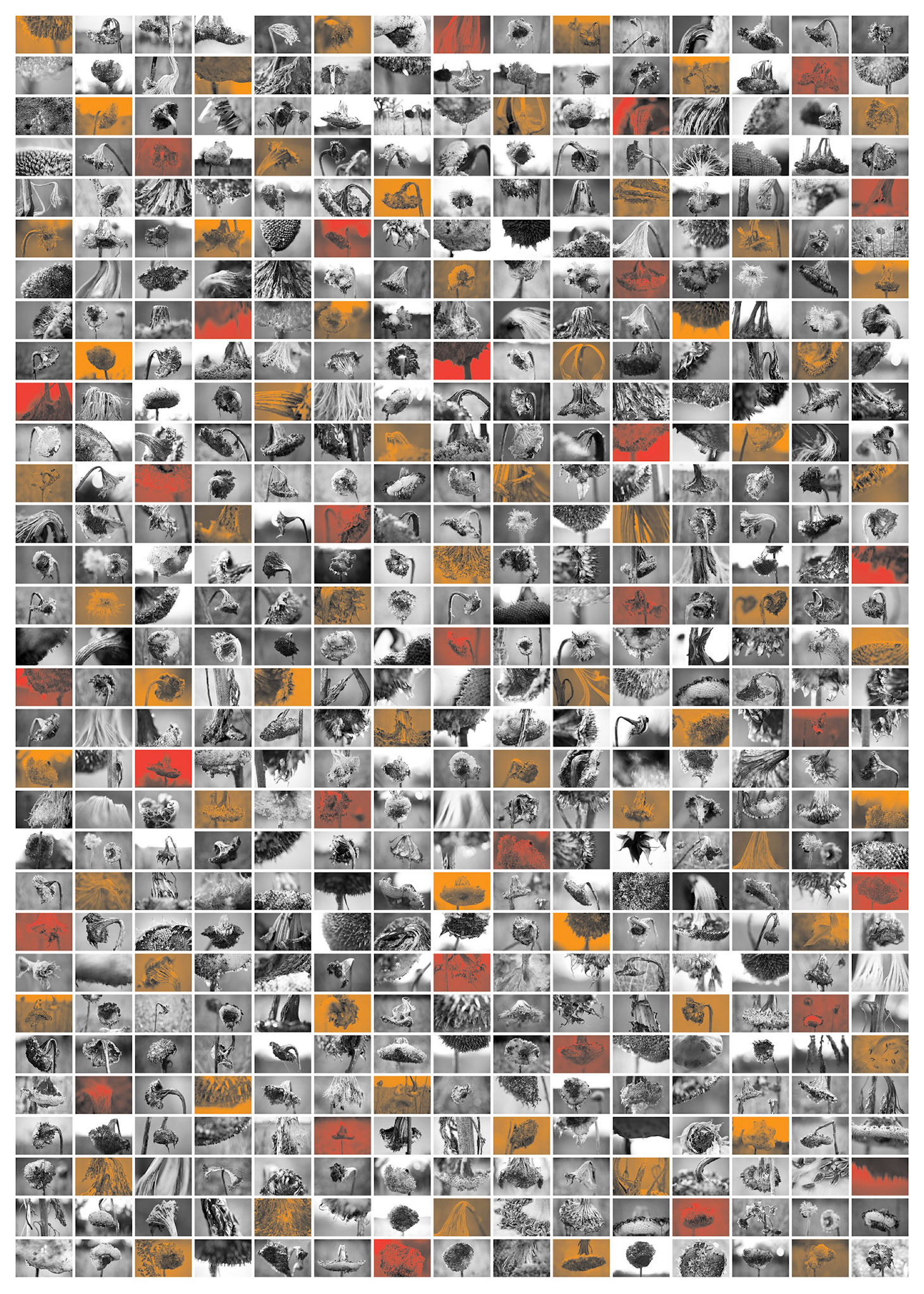 Indian Summer (465 Sunflowers I). Photography, mixed media on Arches Aquarelle rag. 100 x 72 cm