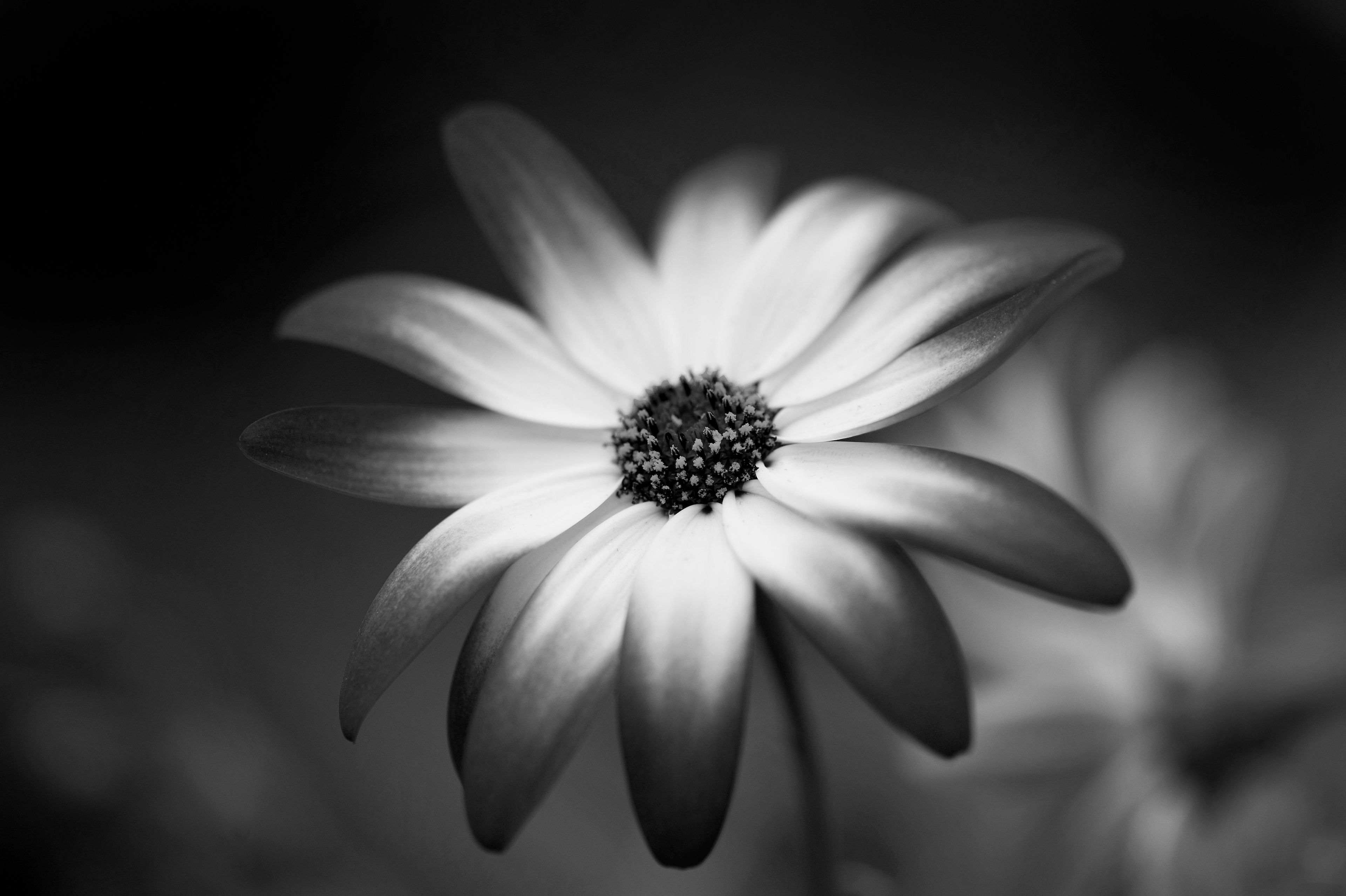 Archival pigment print