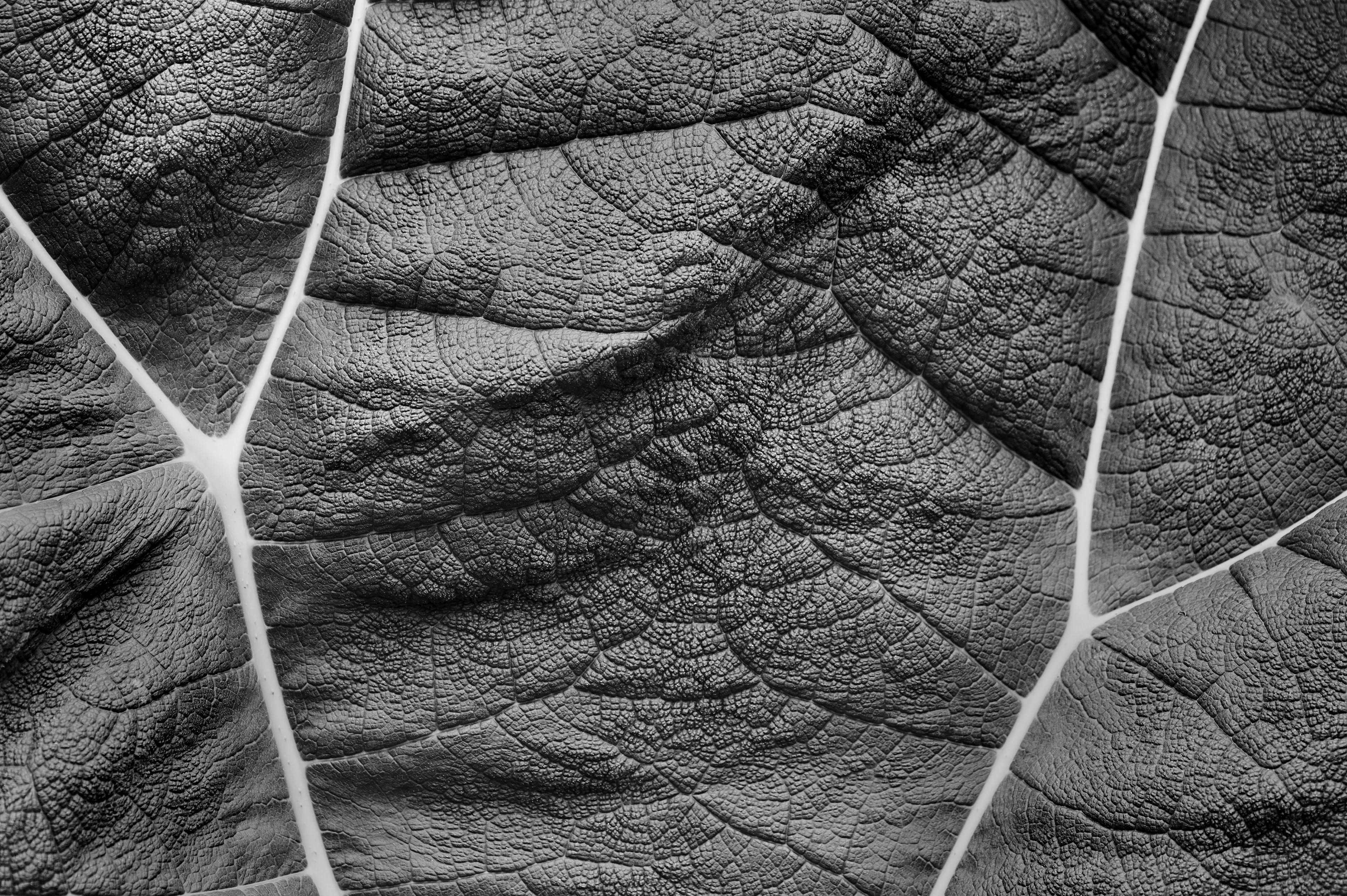 Archival pigment print