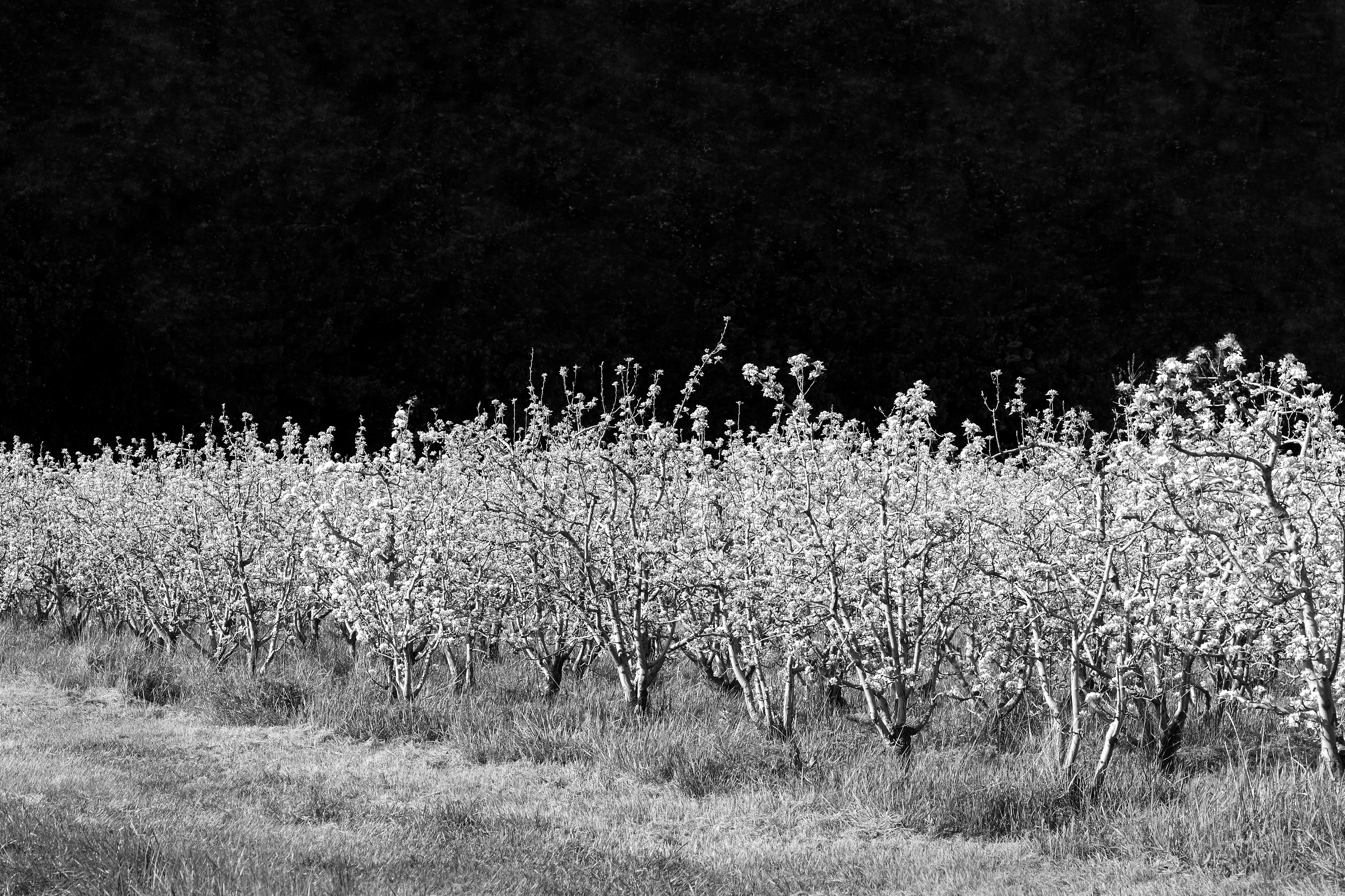 Archival pigment print