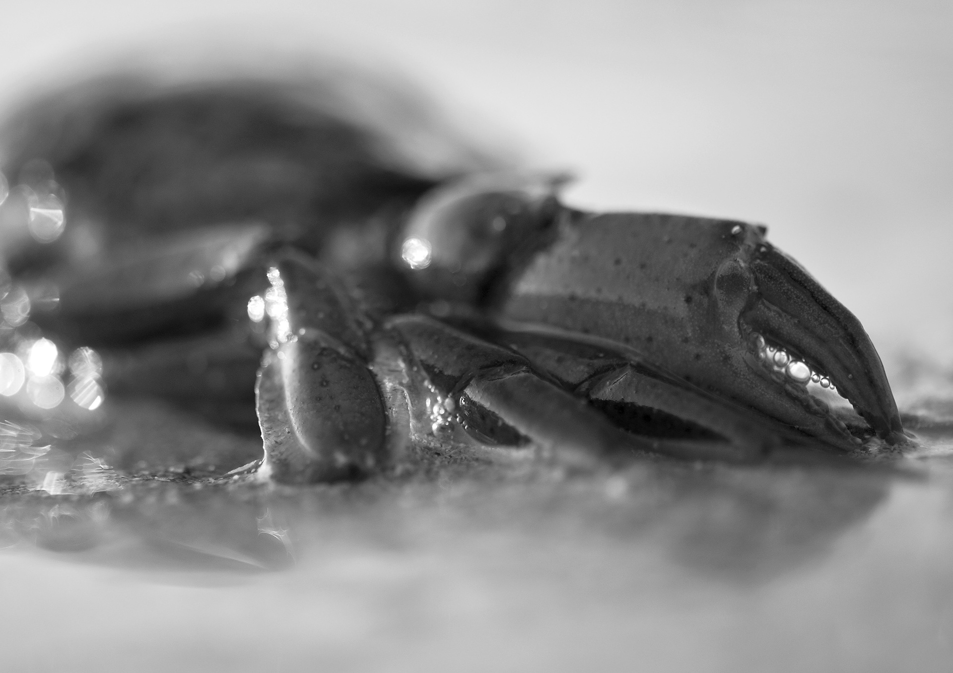 Archival pigment print