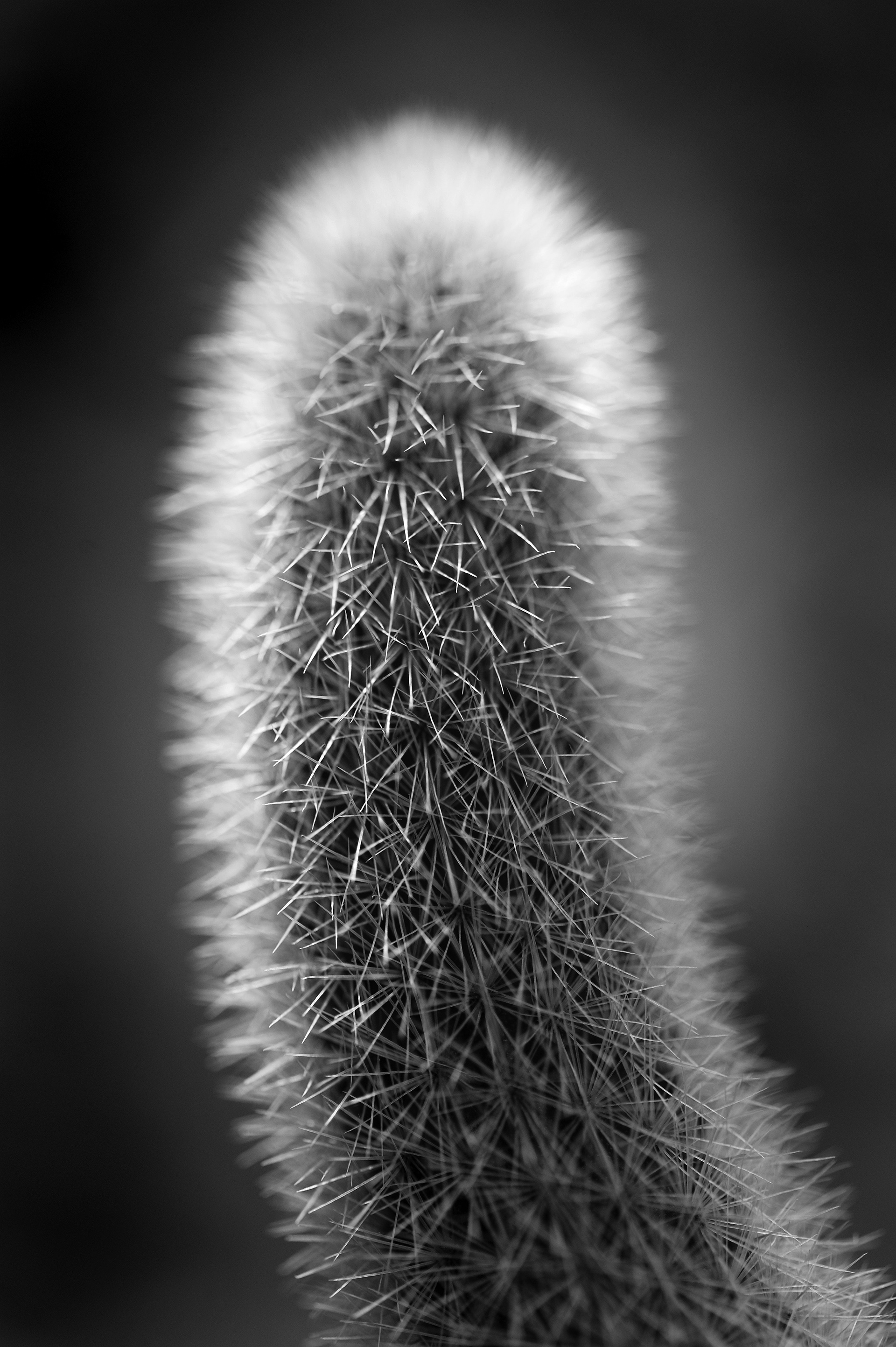 Archival pigment print