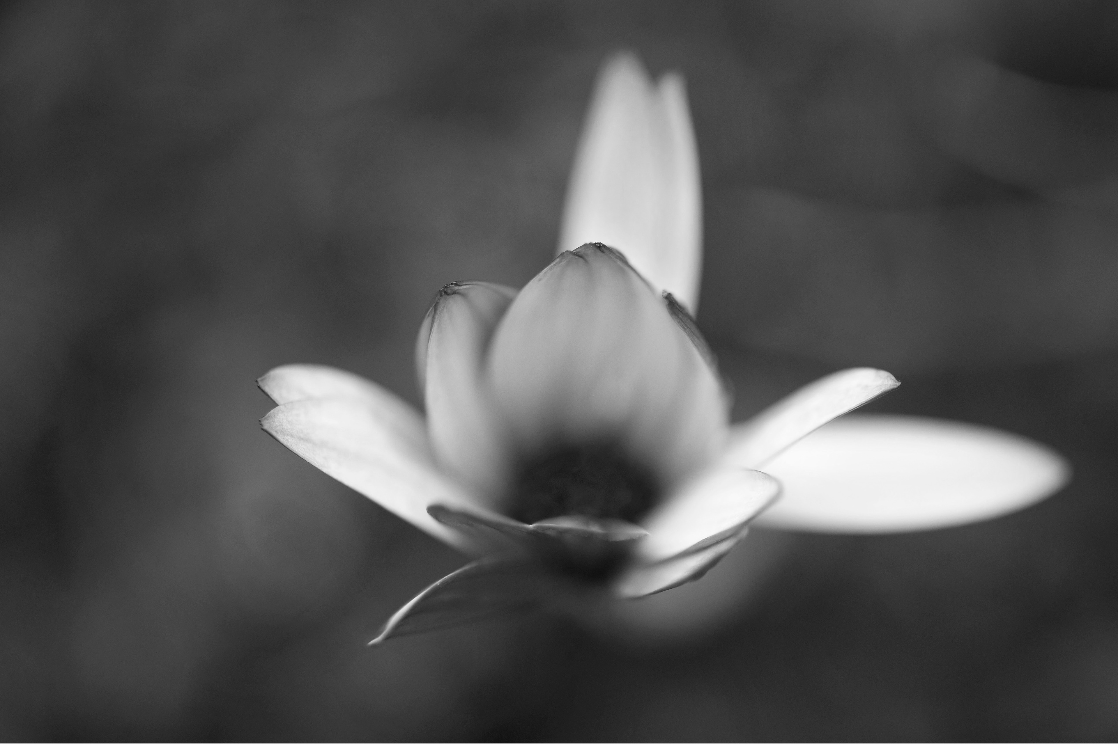 Archival pigment print