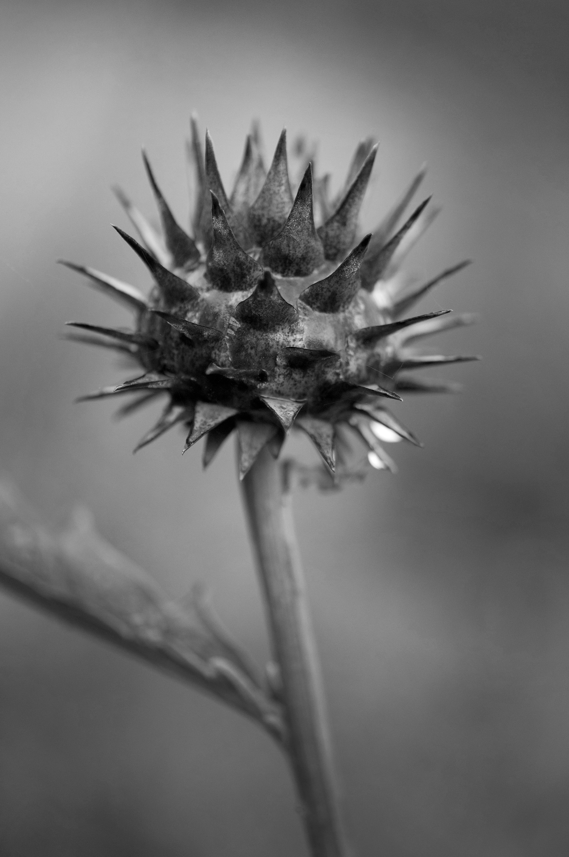 Archival pigment print