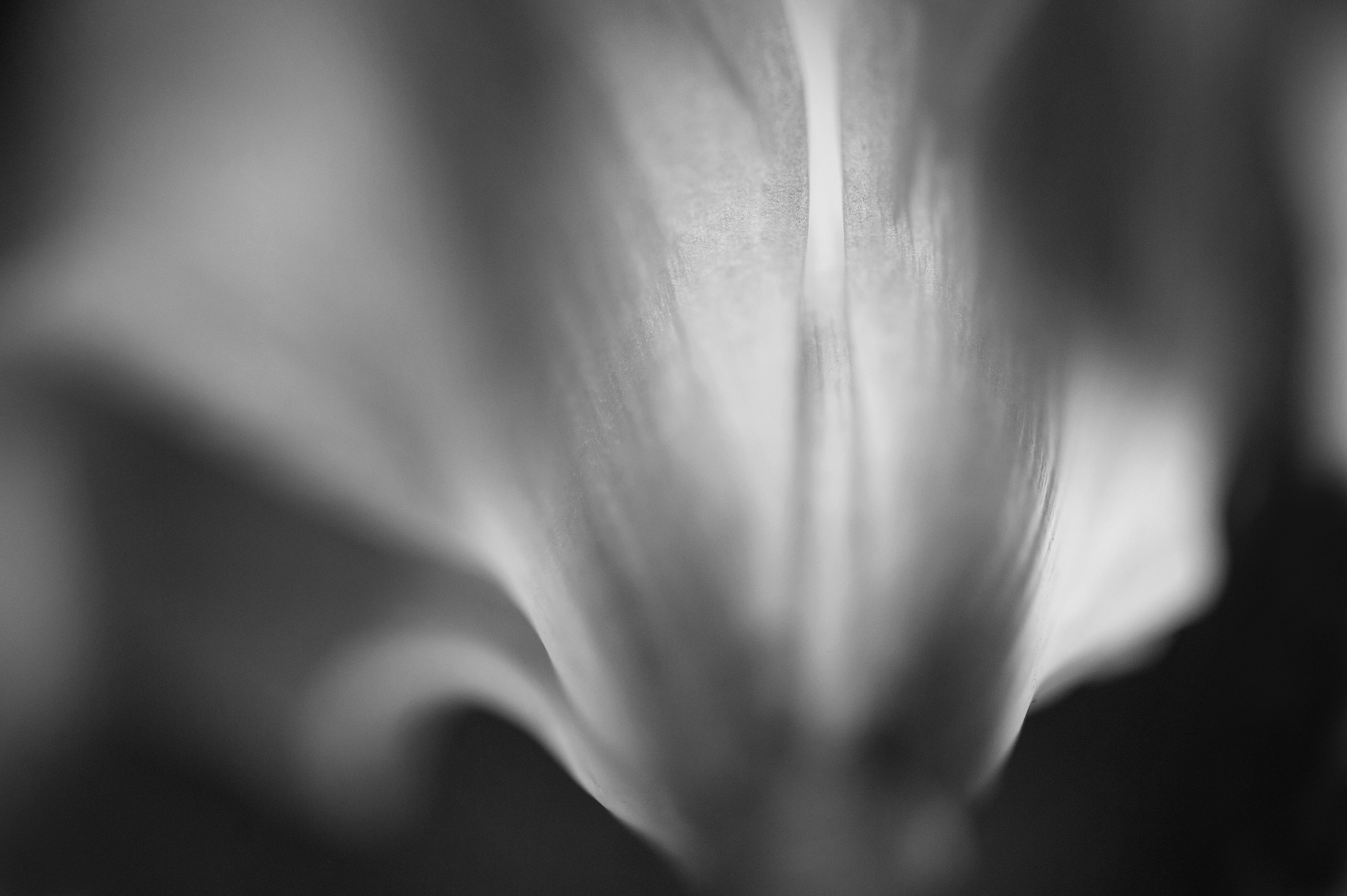 Archival pigment print