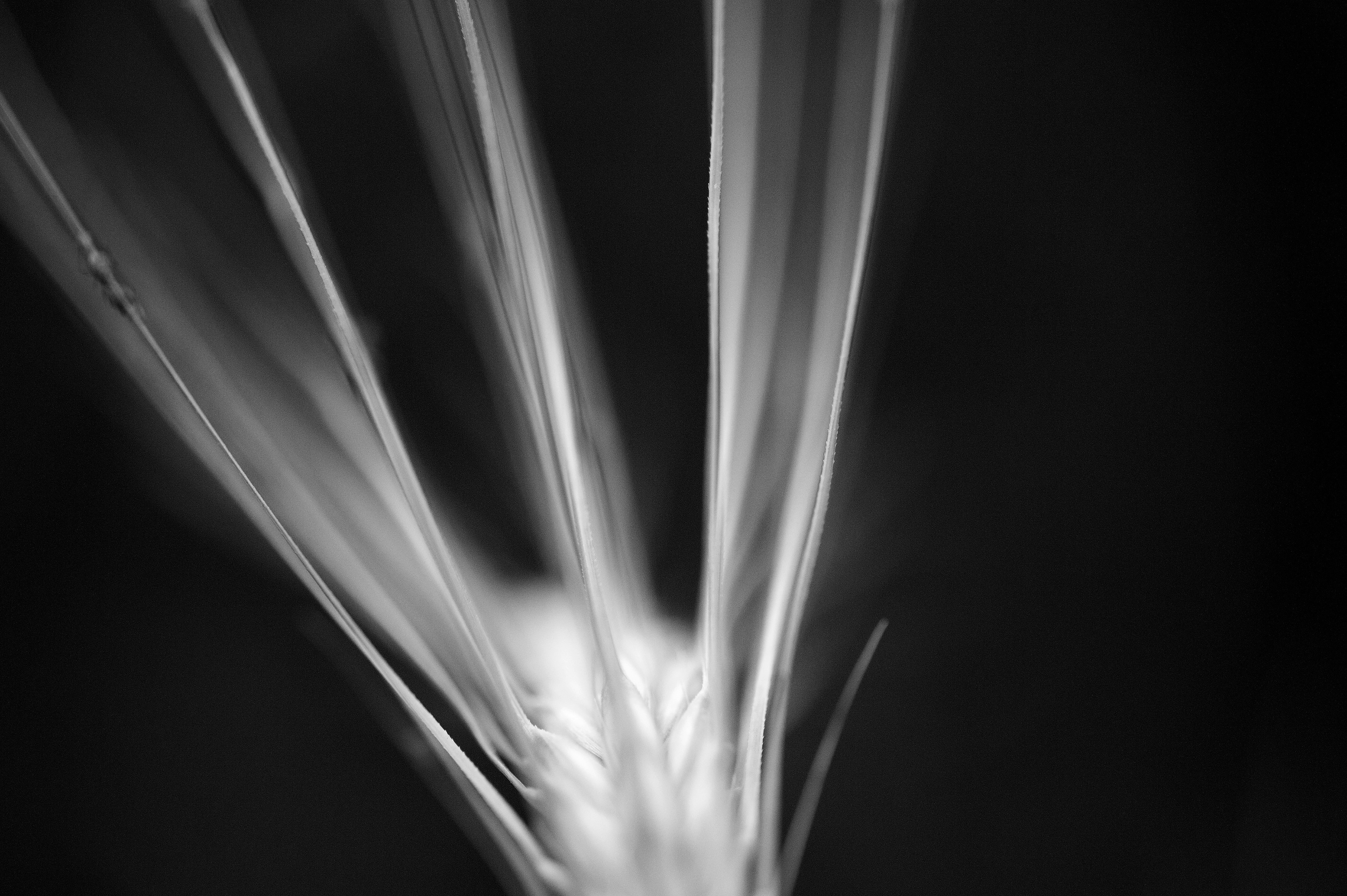 Archival pigment print