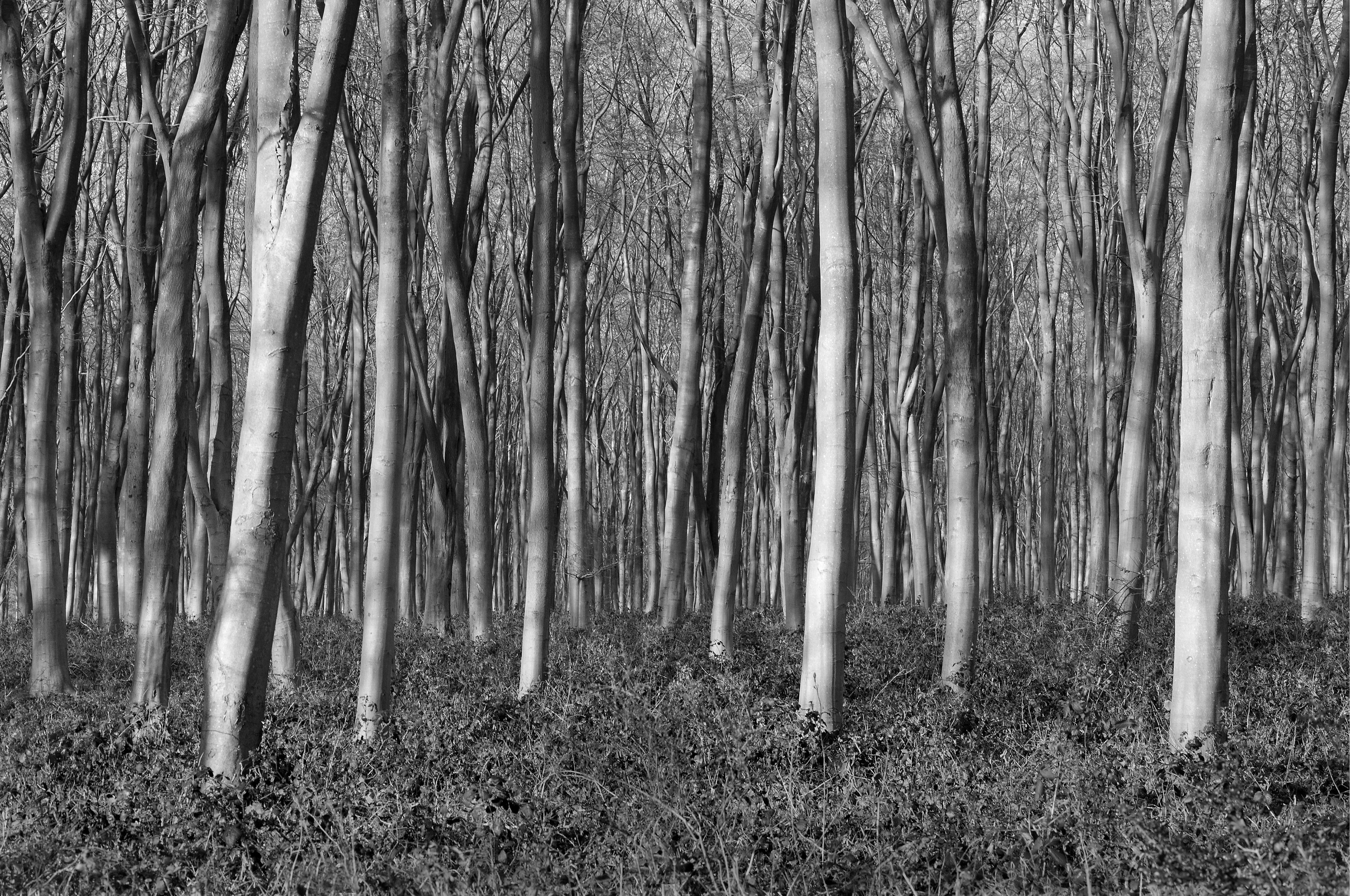 Archival pigment print