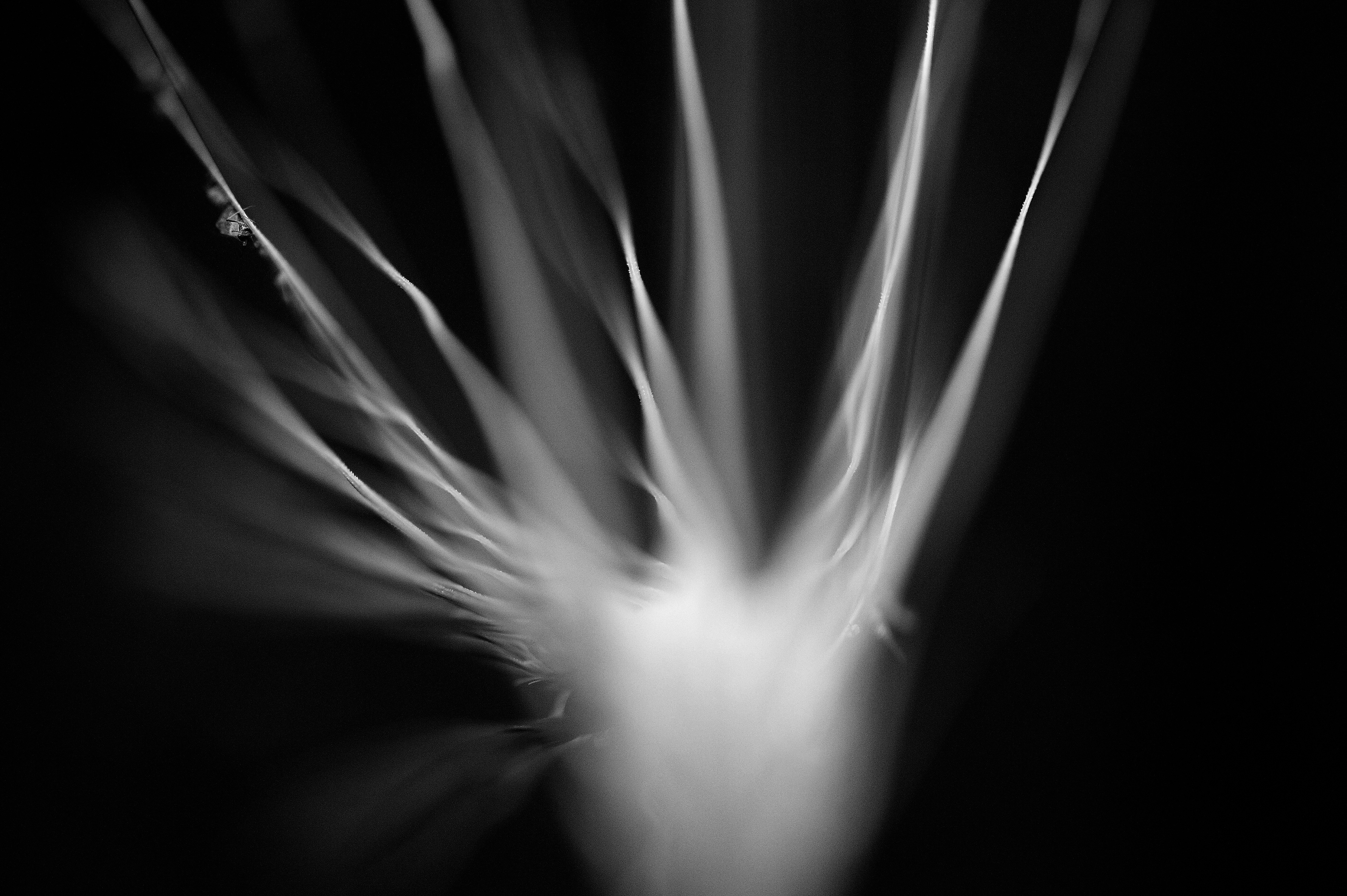 Archival pigment print