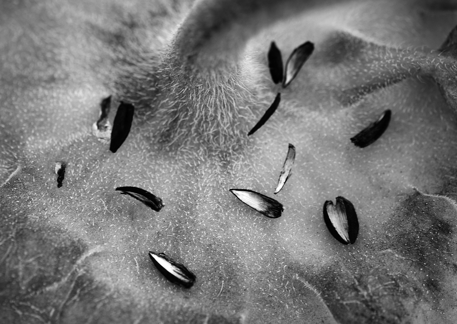 Archival pigment print