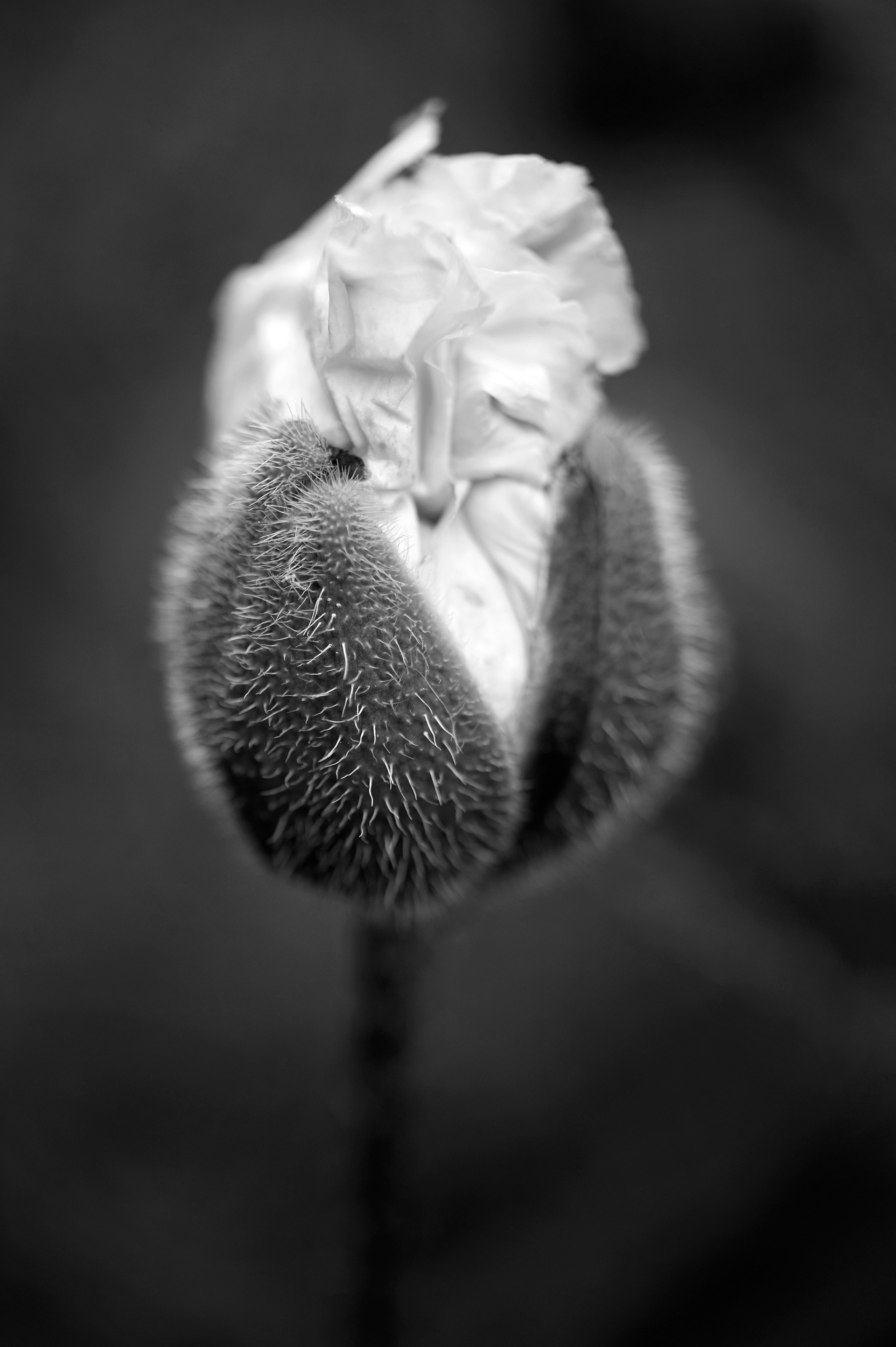 Archival pigment print