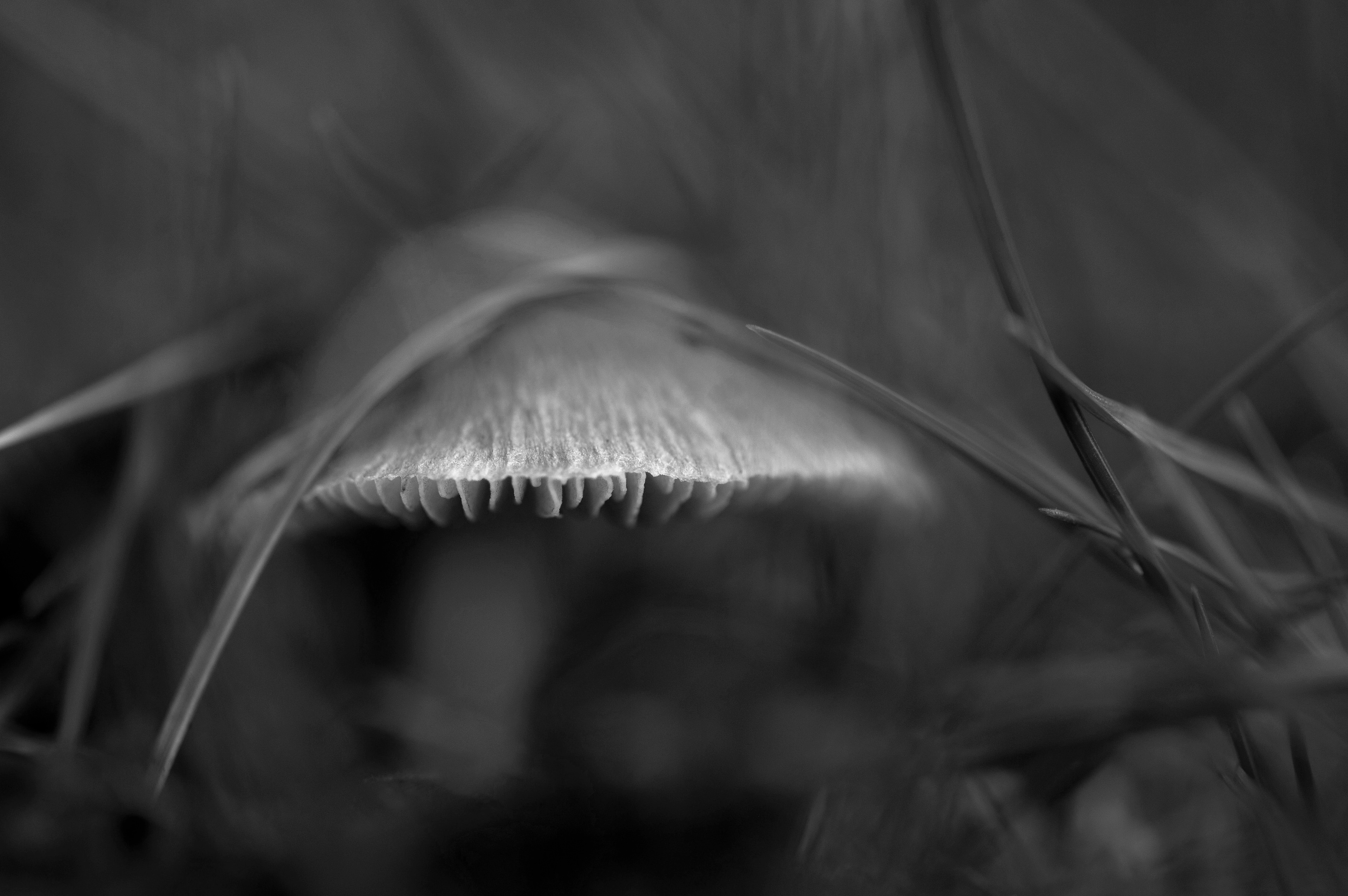 Archival pigment print
