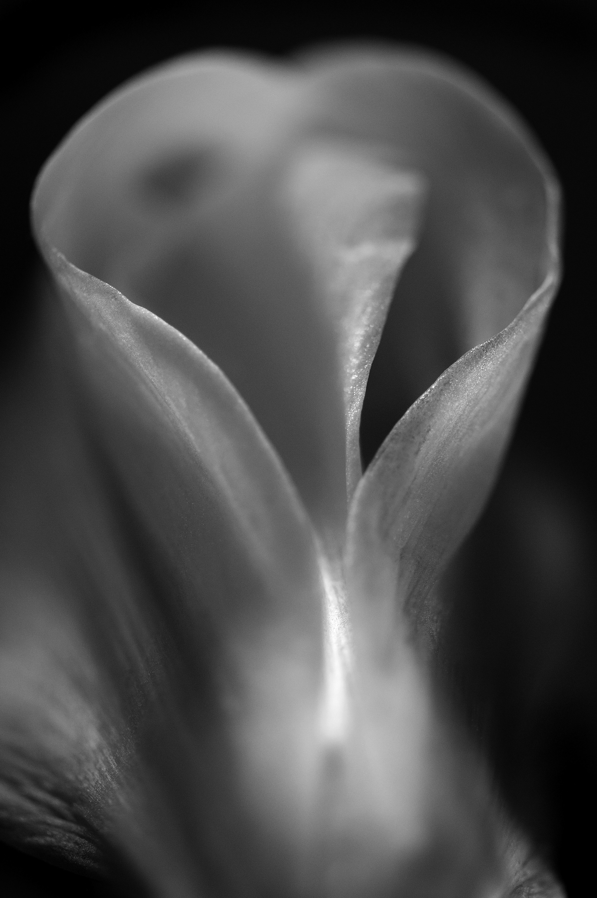 Archival pigment print