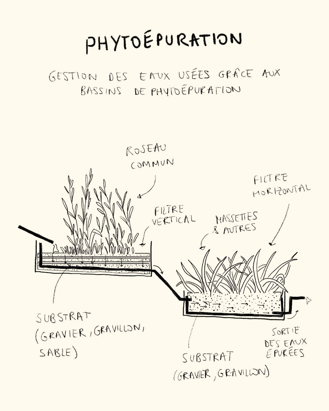 Phyto purification