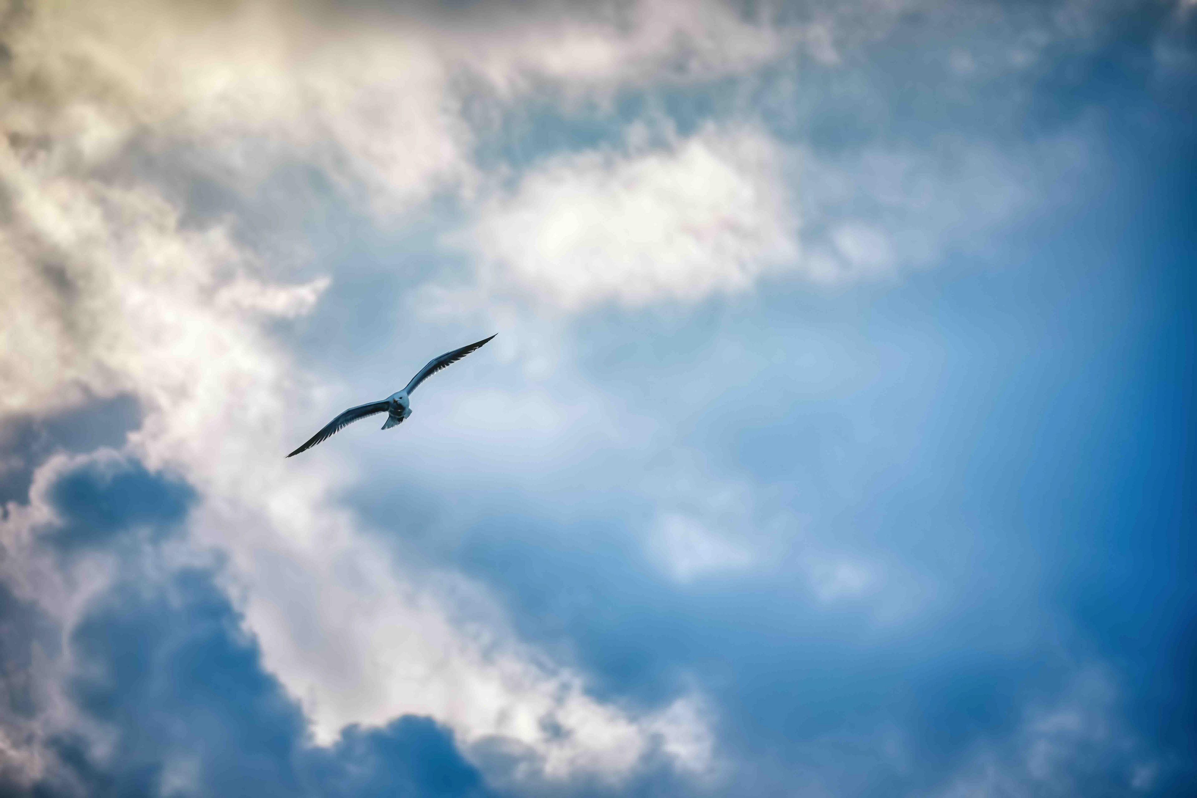 Oiseau en vol dans un ciel dégagé, symbole de liberté intérieure et de retour à soi.