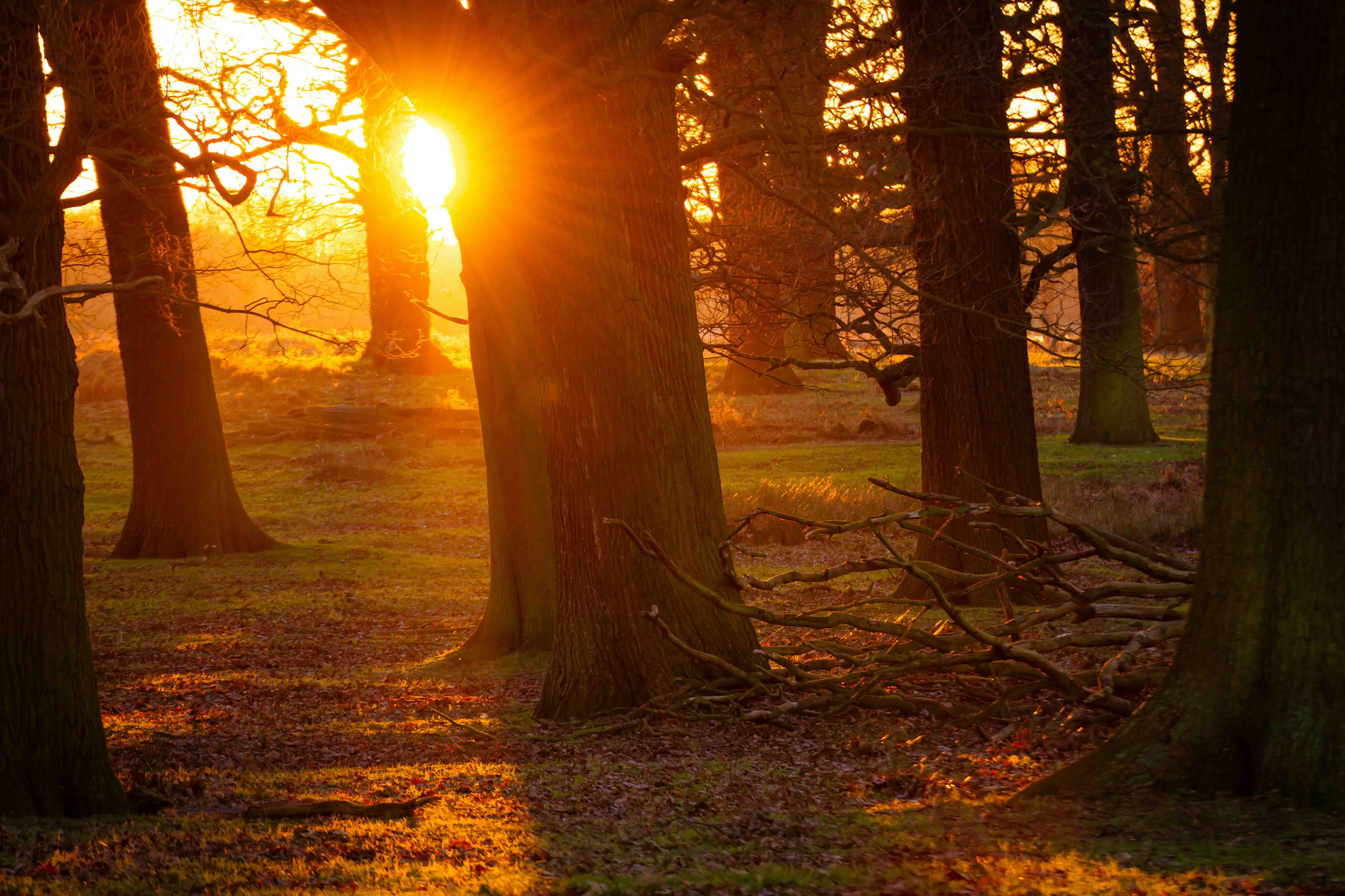 Lumière du soleil traversant une forêt, symbole du cheminement après une épreuve de vie
