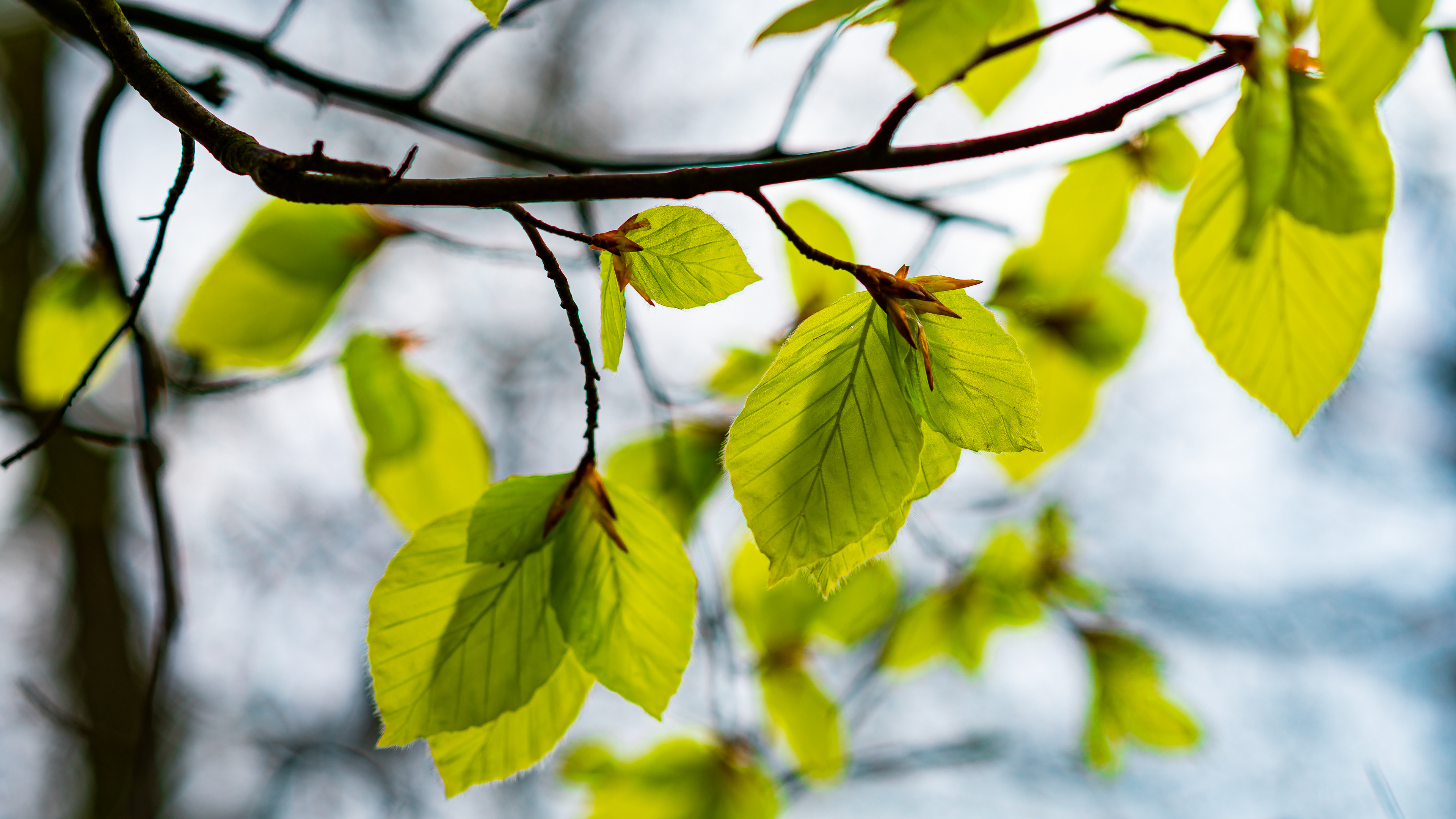 Almindelig bøg (Fagus sylvatica) eller blot bøg er et op til 40 meter højt, løvfældende træ med en tæt, bredt hvælvet krone. Bøgetræet fik i løbet af romantikken status som dansk nationaltræ og indgik også i den danske nationalsang. Bøgen kom til at stå for det brede folk (og folkestyret), fordi den endnu i slutningen af 1800-tallet udgjorde mere end halvdelen af det danske skovareal, hvilket blev afspejlet af nationalromantikkens malere og digtere.