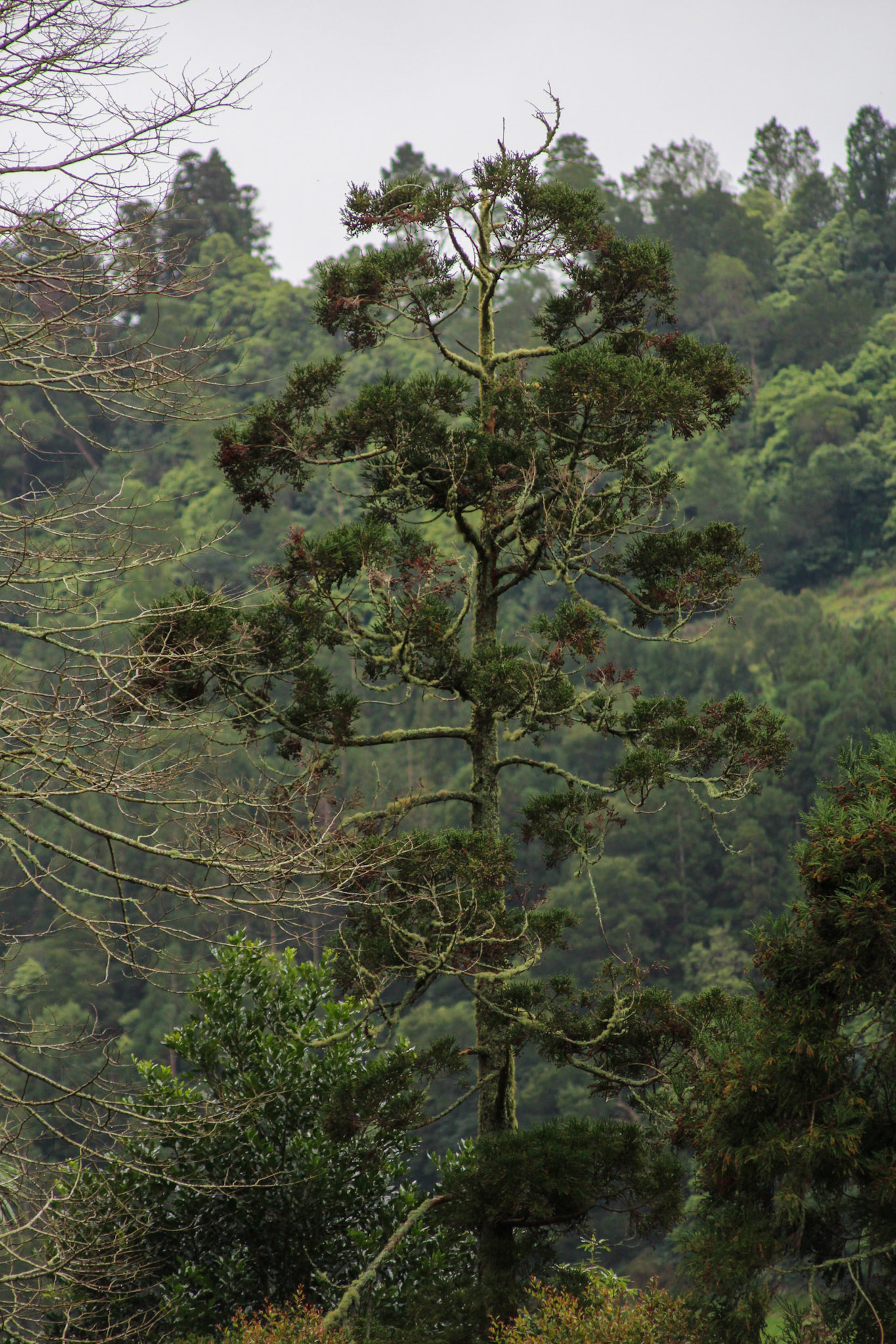 Lone tree