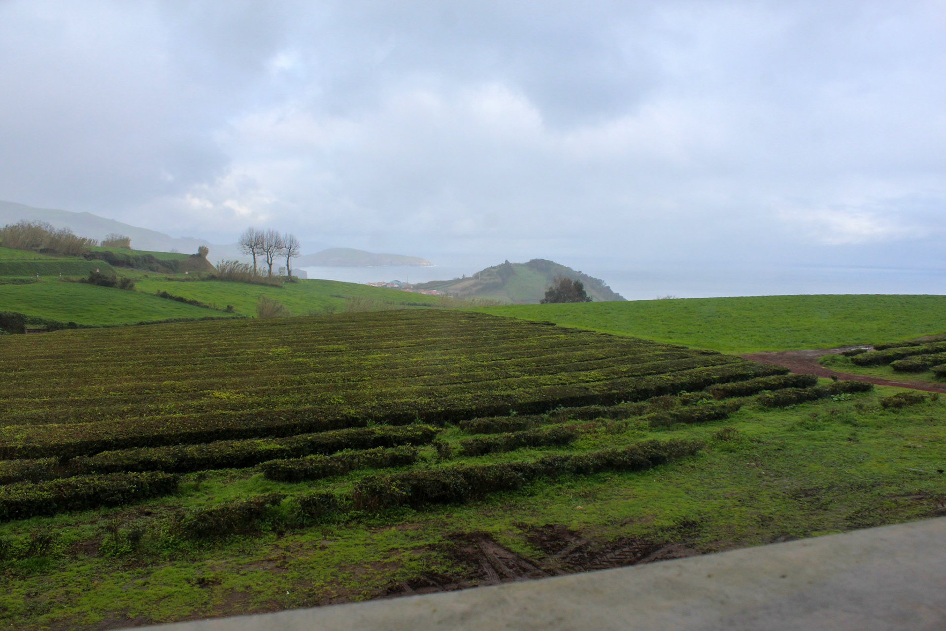 Tea Farm on the Island