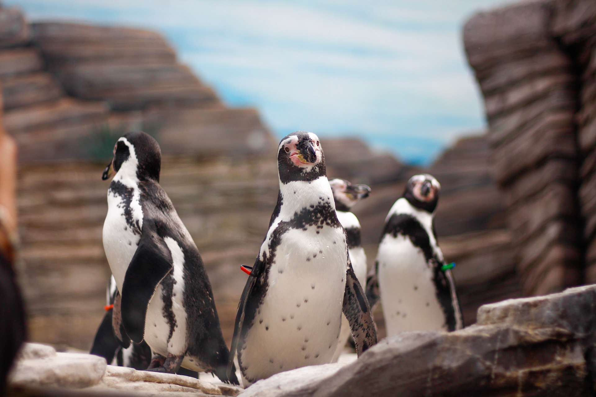 Penguins
