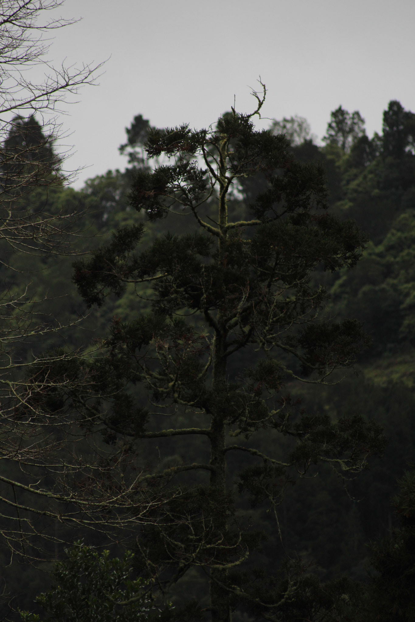 The Lone Tree