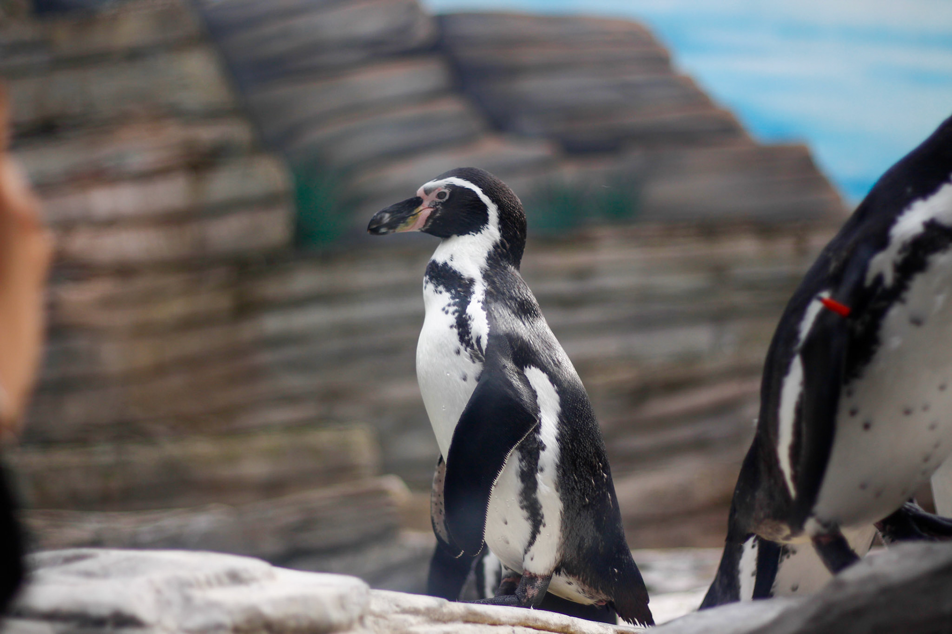 Penguin