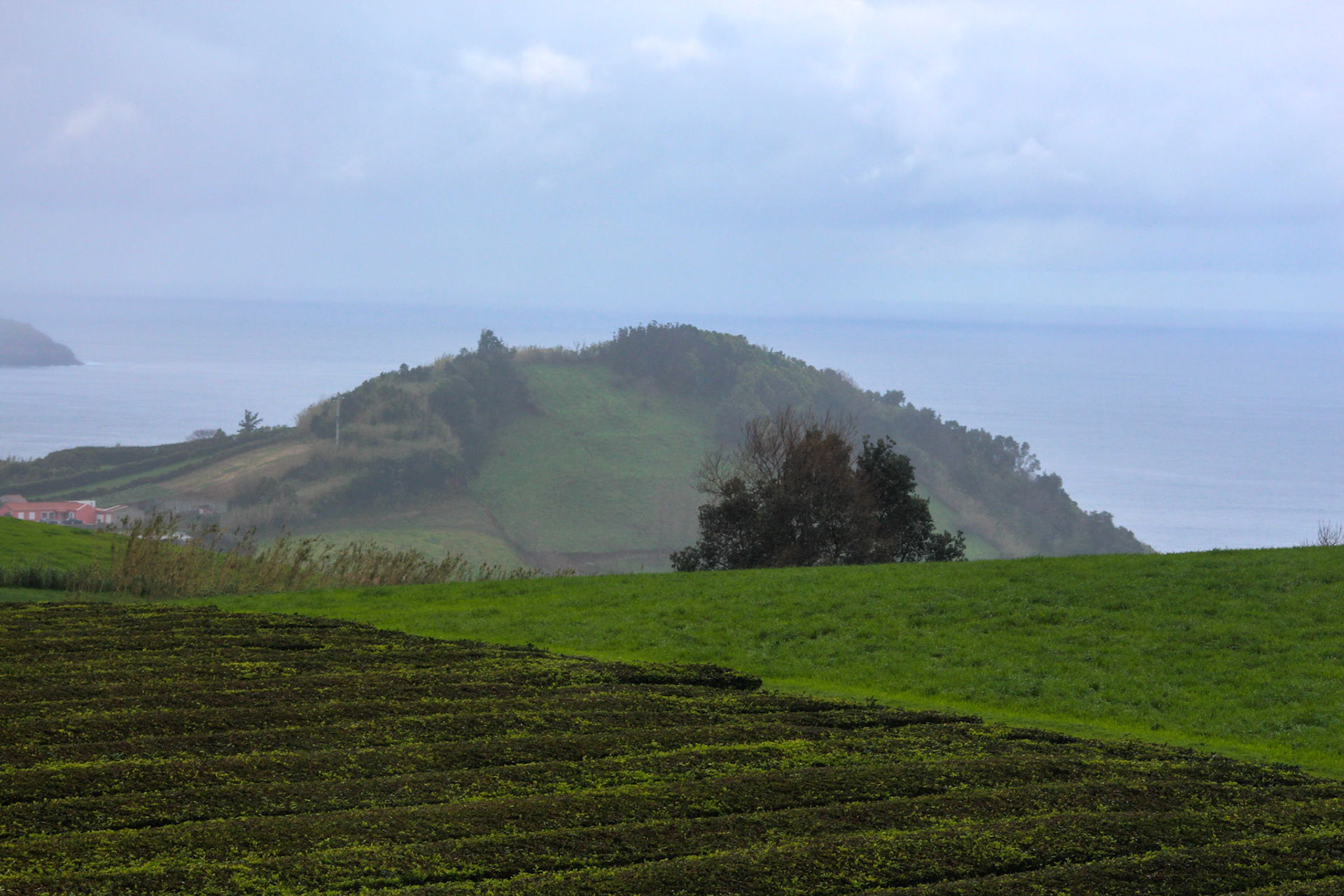 Tea Farm on the Island