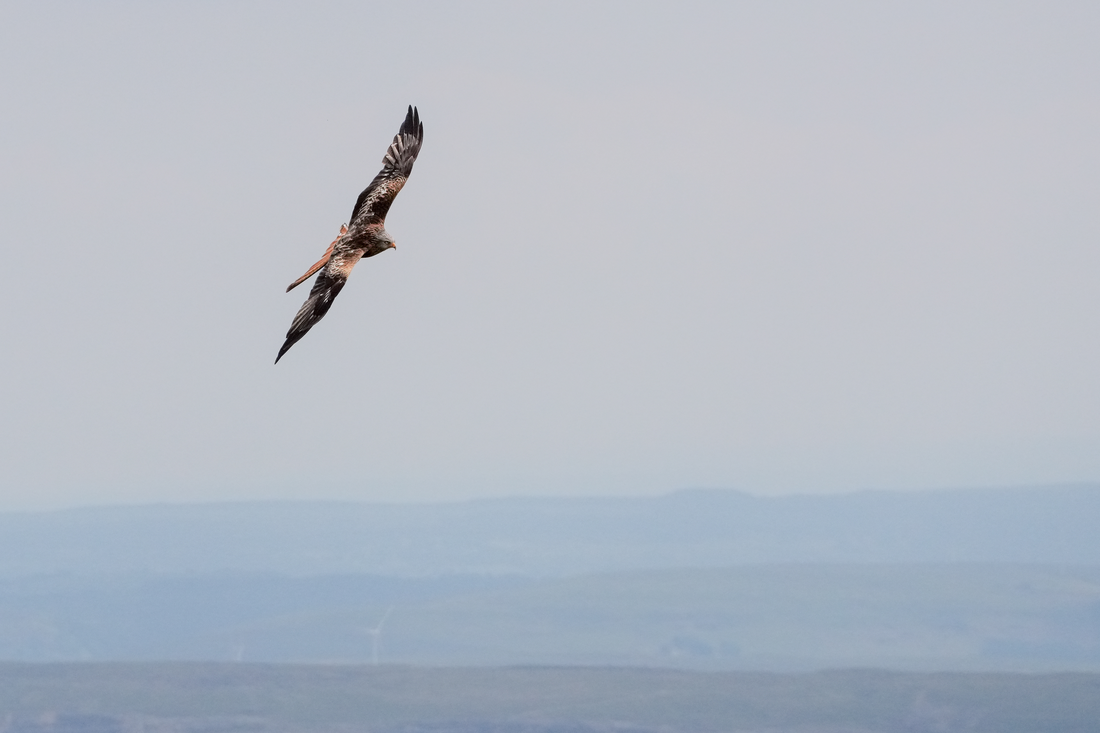 Tamron 70-300/4.5-6.3 | 300mm | F11 | 1/5000 | ISO 2000