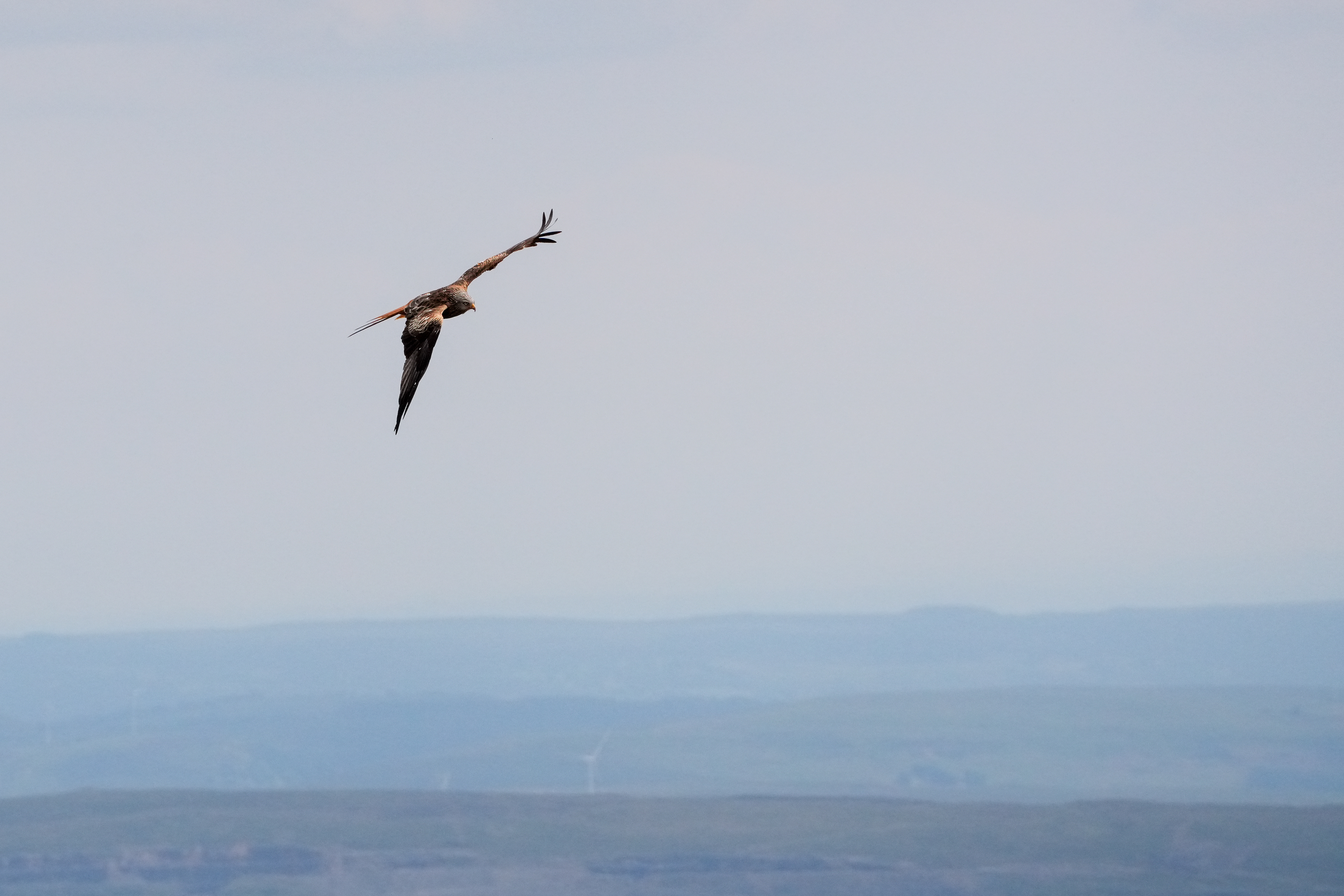 Tamron 70-300/4.5-6.3 | 300mm | F11 | 1/5000 | ISO 2000
