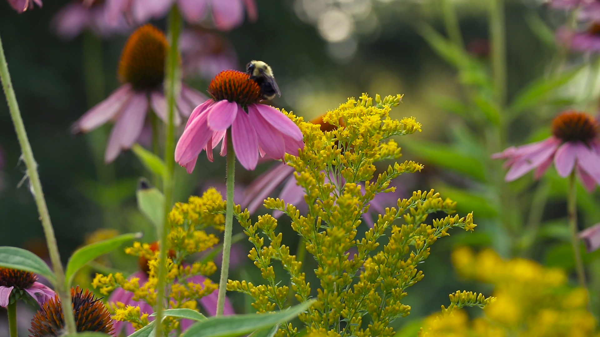 Talking Wings Food Sovereignty in Akwesasne