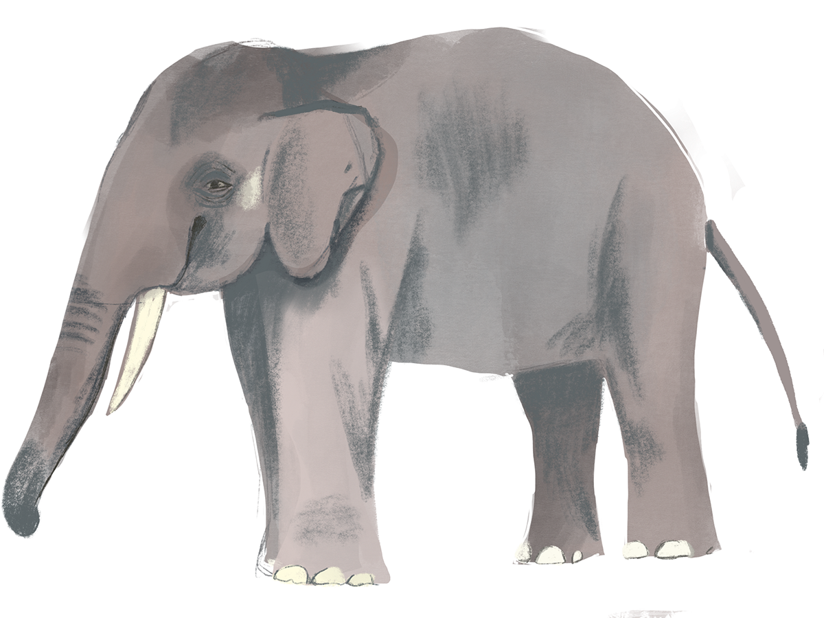 Katty Huertas 5 Critically Endangered Species Animation Katty Huertas 5 Critically Endangered Species Animation