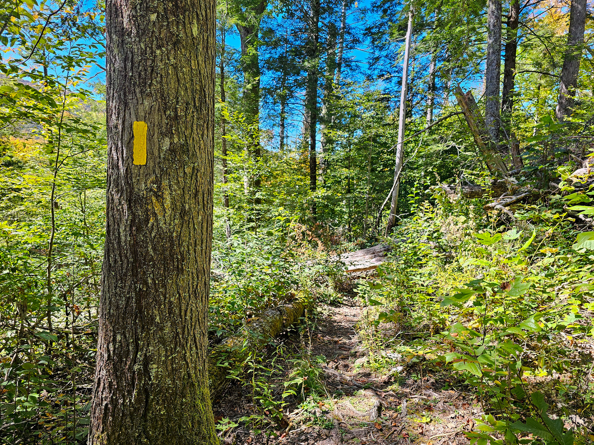 2.9 Miles - Yellow Blaze