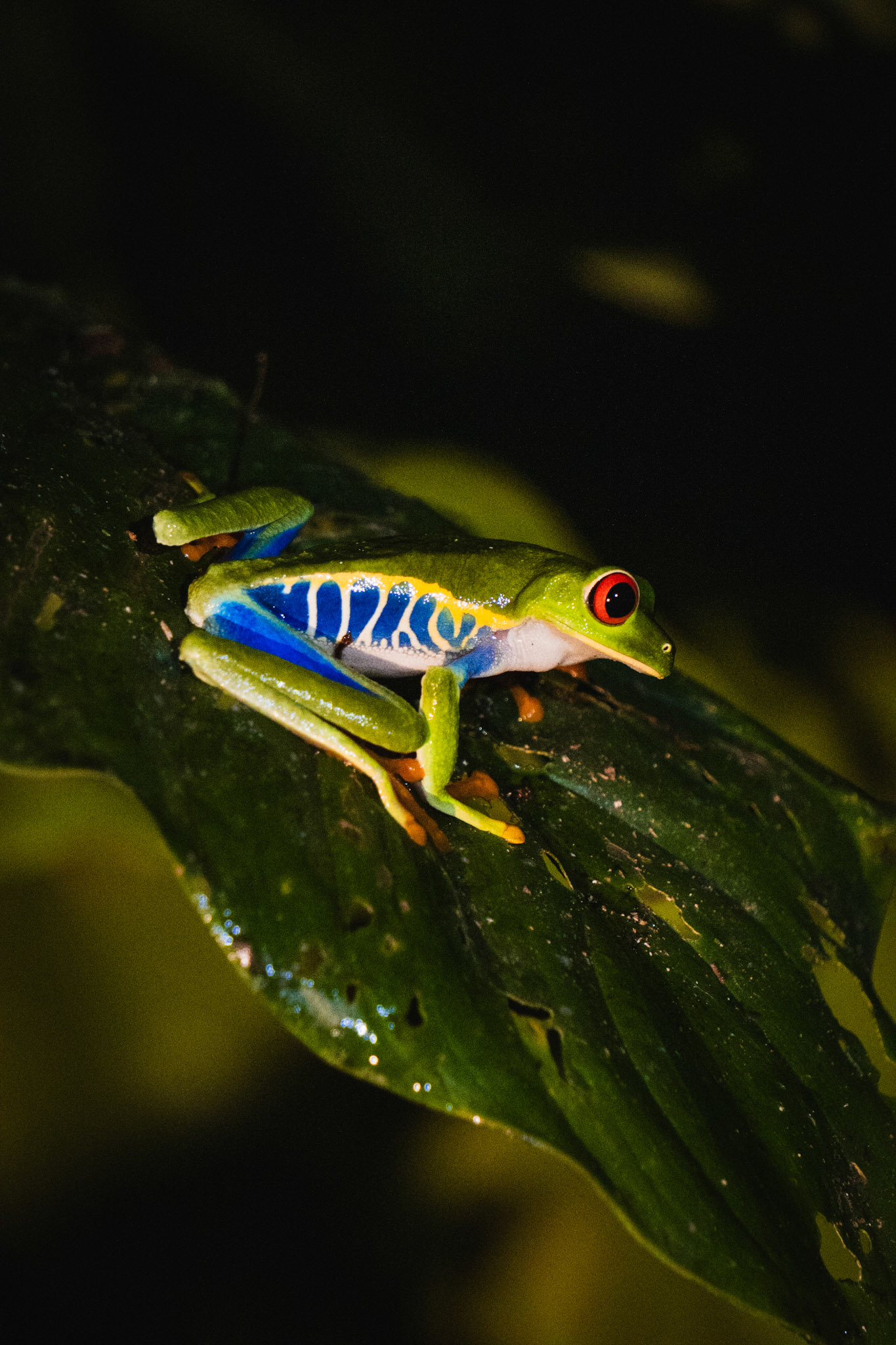 Blue Frog