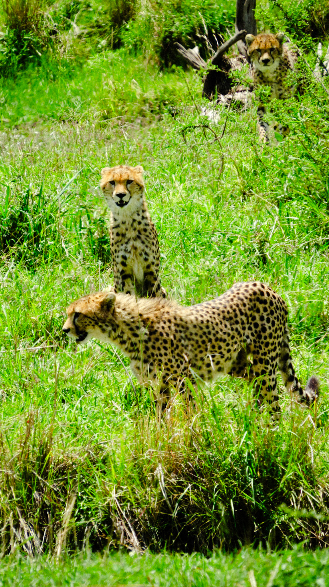 Cheetah